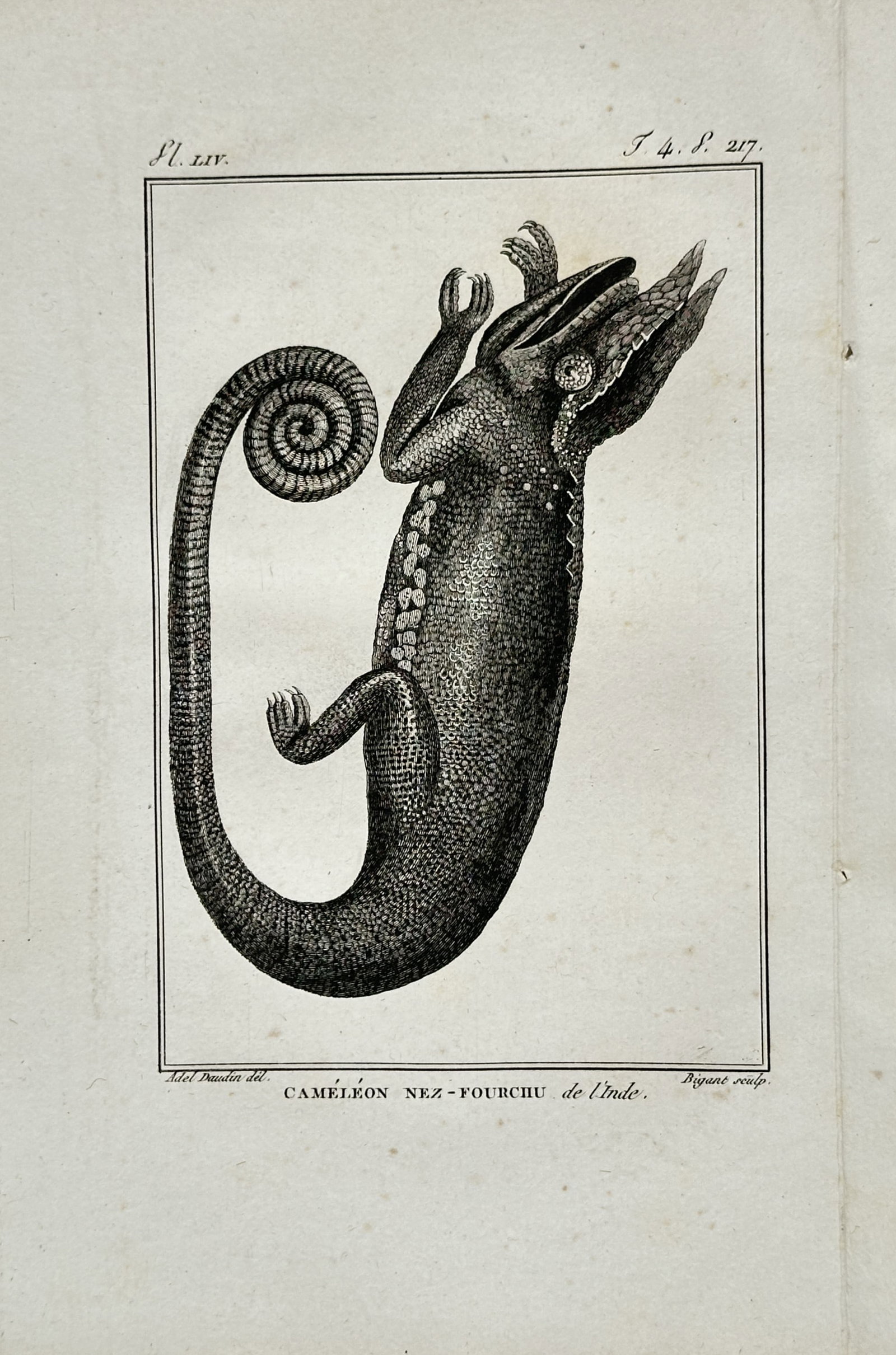 Georges-Louis Leclerc, Comte de Buffon – Fork-Nosed Chameleon of India – Engraving (1 of 2)