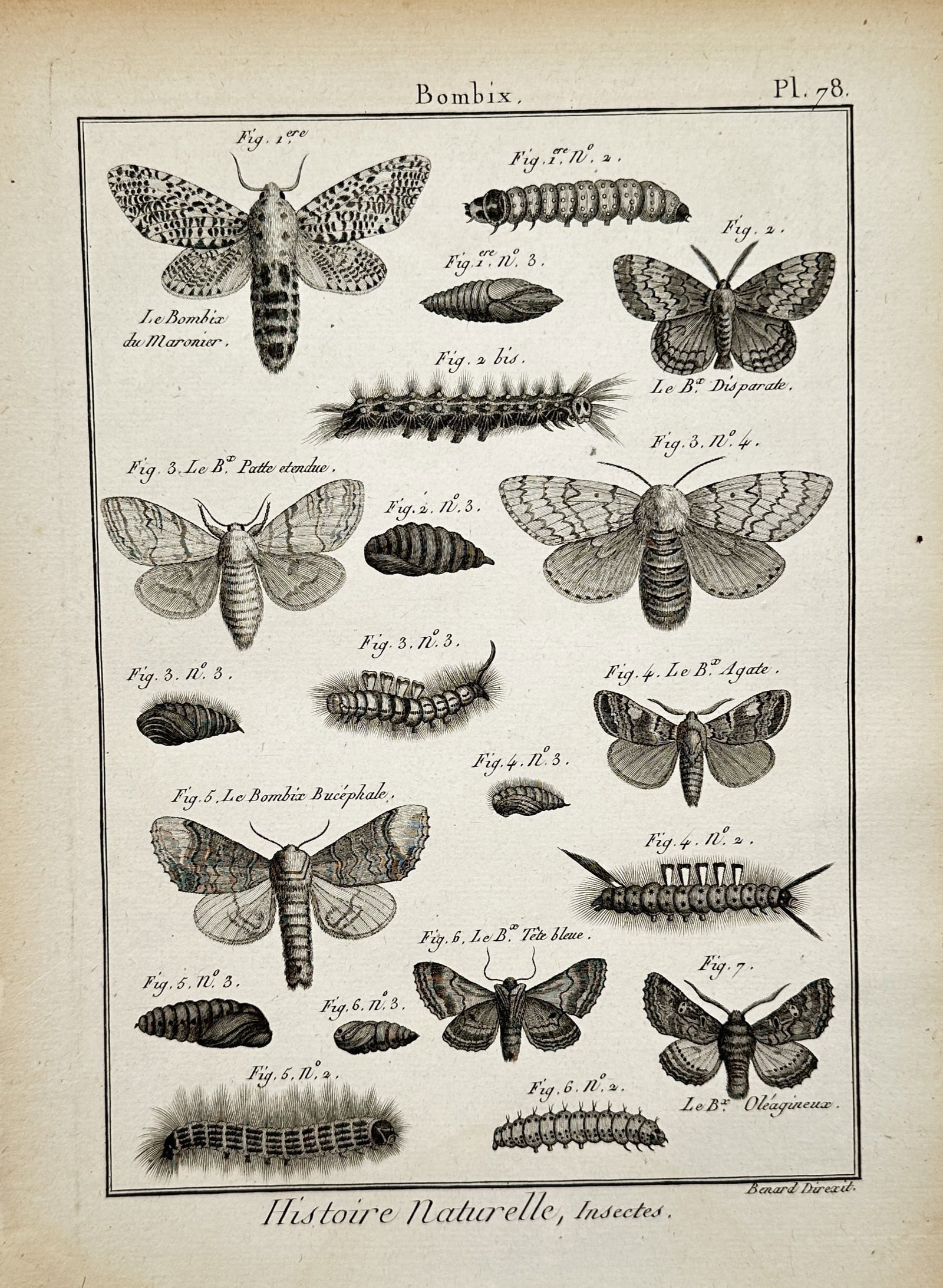 Robert Benard – Entomological Study of Moths and Caterpillars – Engraving (1791): "Natural History: Insects" presents a detailed taxonomic study illustrating various species of moth, pupa, and caterpillar forms within the genus Bombyx. Executed as an engraving around 1791 for an En