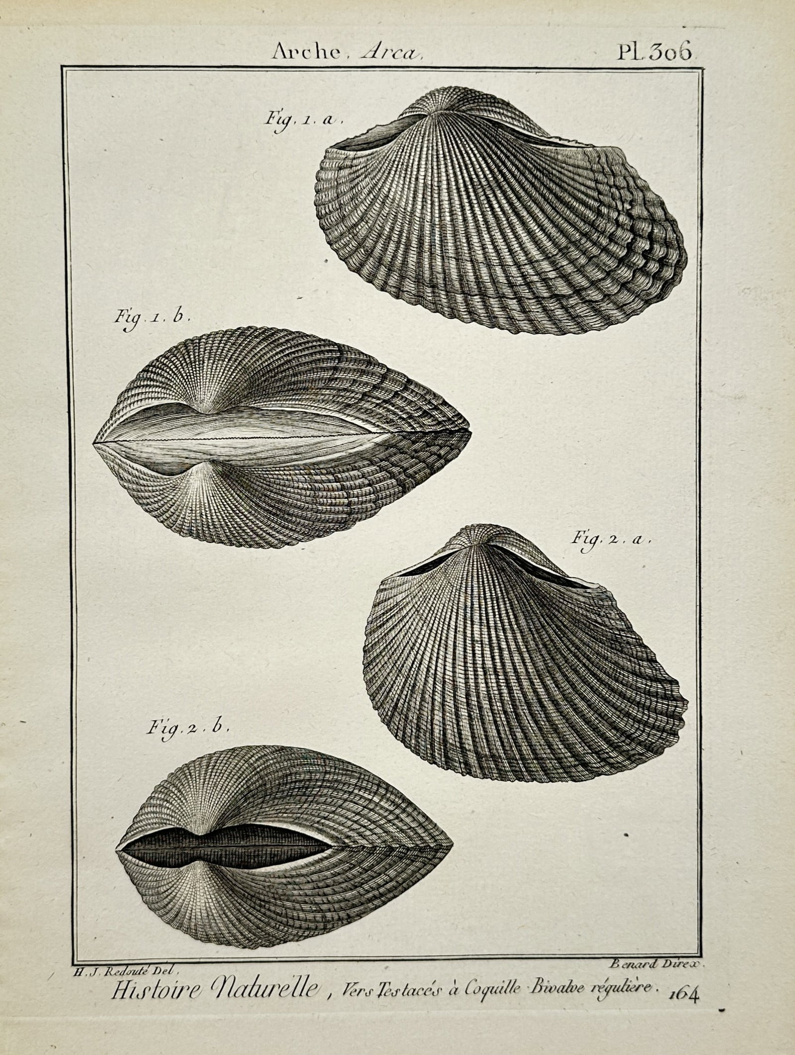 Robert Benard – Conchological Study of Ark Shells – Engraving (1791) (1 of 2)