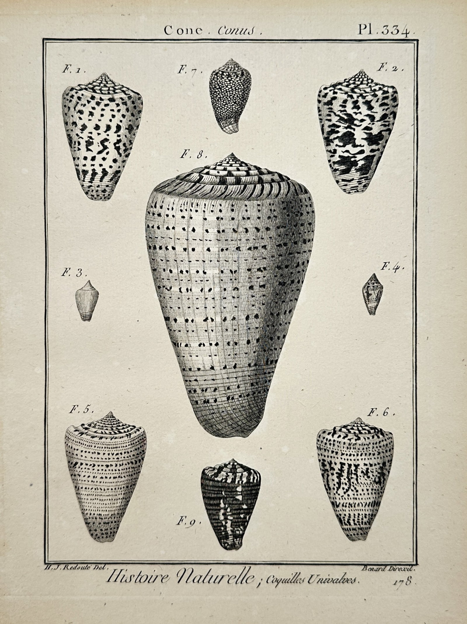 Robert Benard – Conchological Study of Cone Shells – Engraving (1791) (1 of 2)