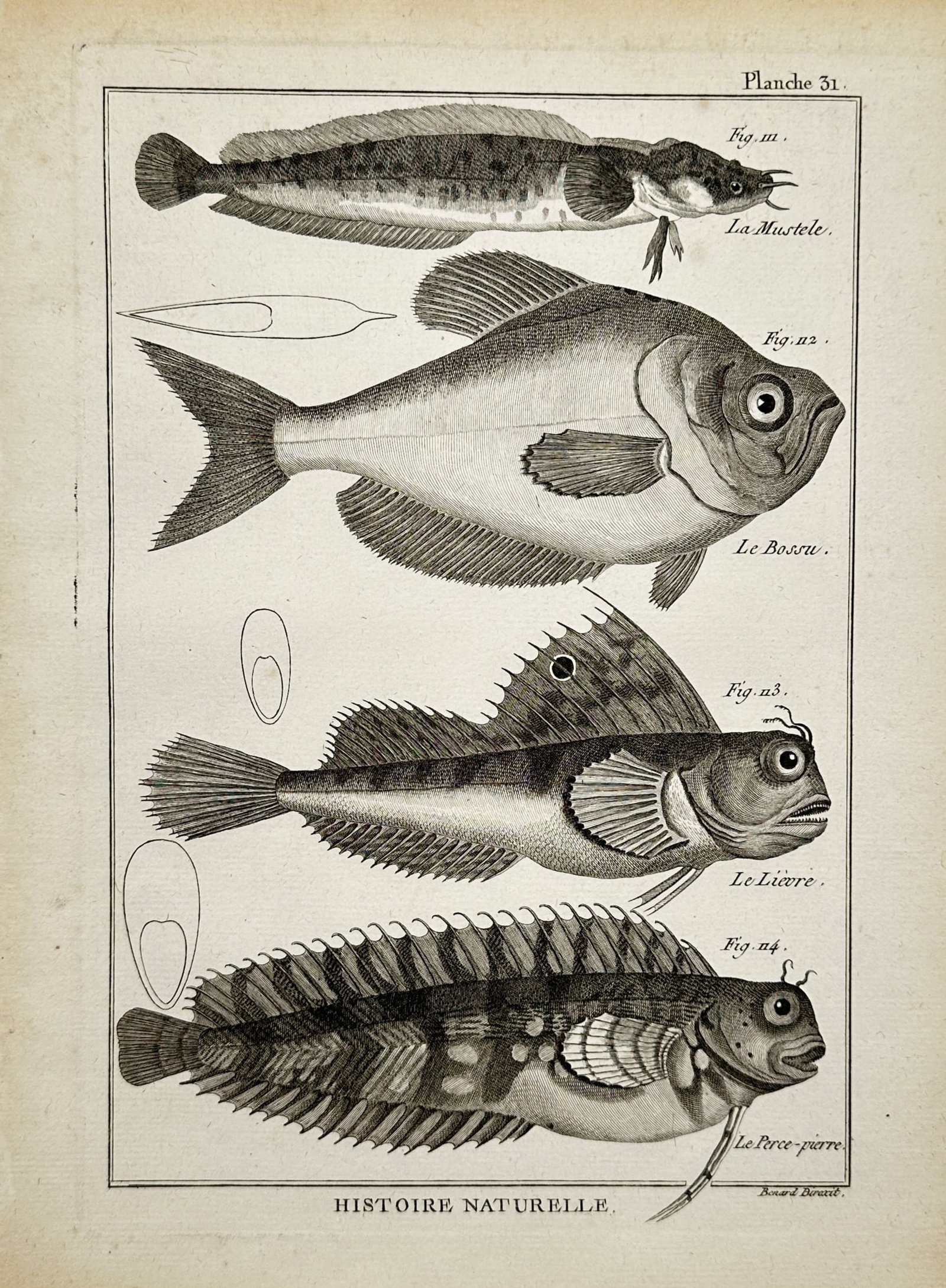 Robert Benard – Ichthyological Study of Marine Fish Species – Engraving (1791): "Natural History: Fish" presents a detailed taxonomic study illustrating four distinct marine species, including five-bearded rockling, moonfish, sea raven, and blenny varieties. Executed as an engrav