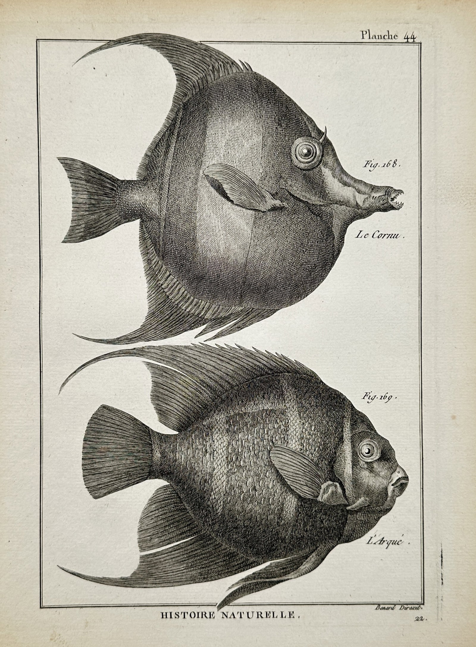 Robert Benard – Ichthyological Study of Tropical Angelfish Species – Engraving (1791): "Natural History: Fish" presents a detailed taxonomic study depicting two tropical marine fish species, featuring horned and banded angelfish varieties. Executed as an engraving around 1791 for an Enl