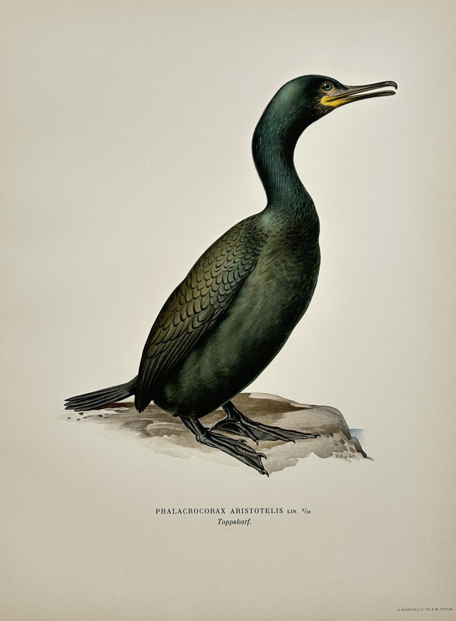 Magnus von Wright – Ornithological Study of a European Shag – Lithograph (1920s) (1 of 2)