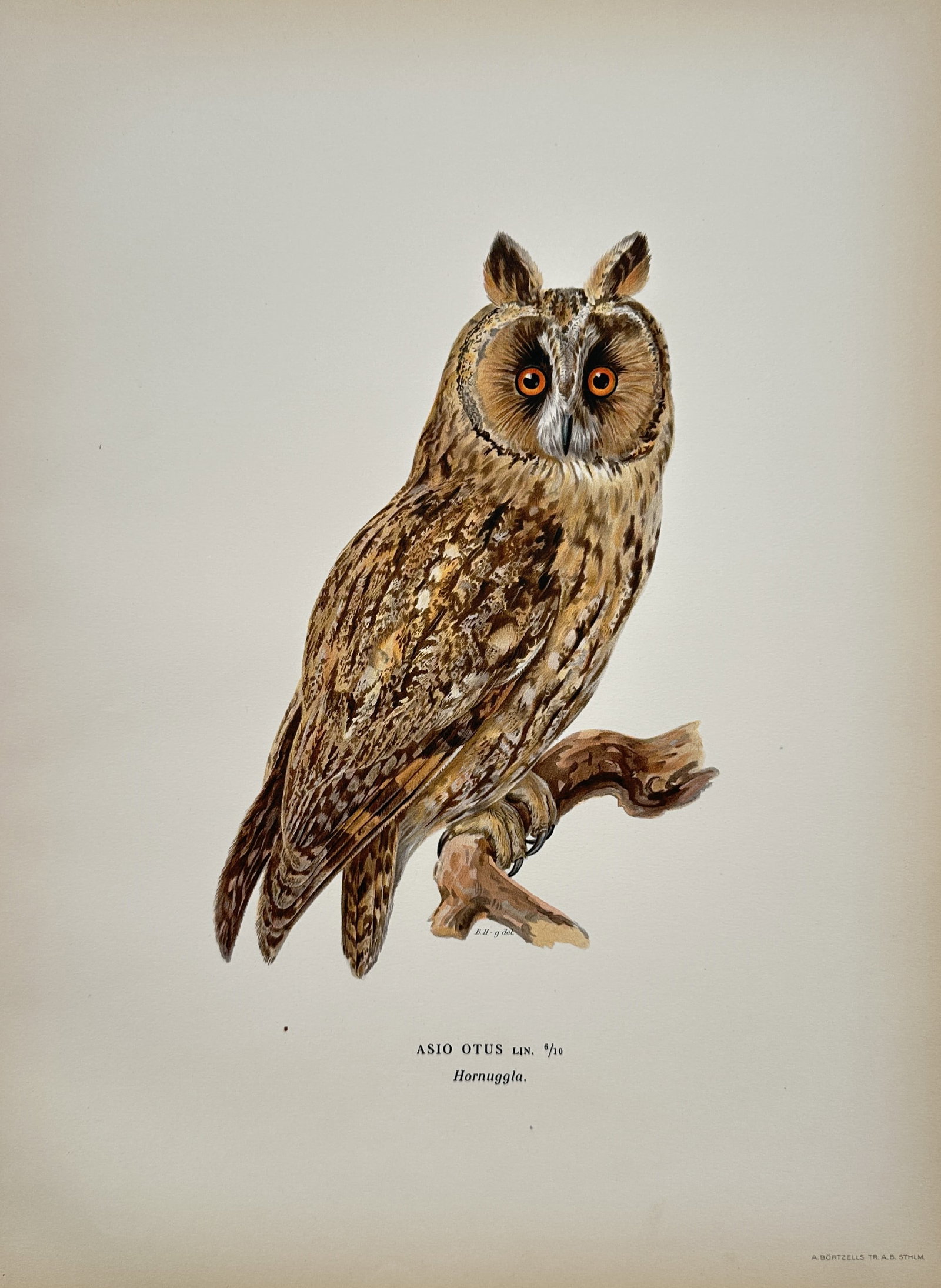 Magnus von Wright – Ornithological Study of a Long-Eared Owl – Lithograph (1920s) (1 of 2)
