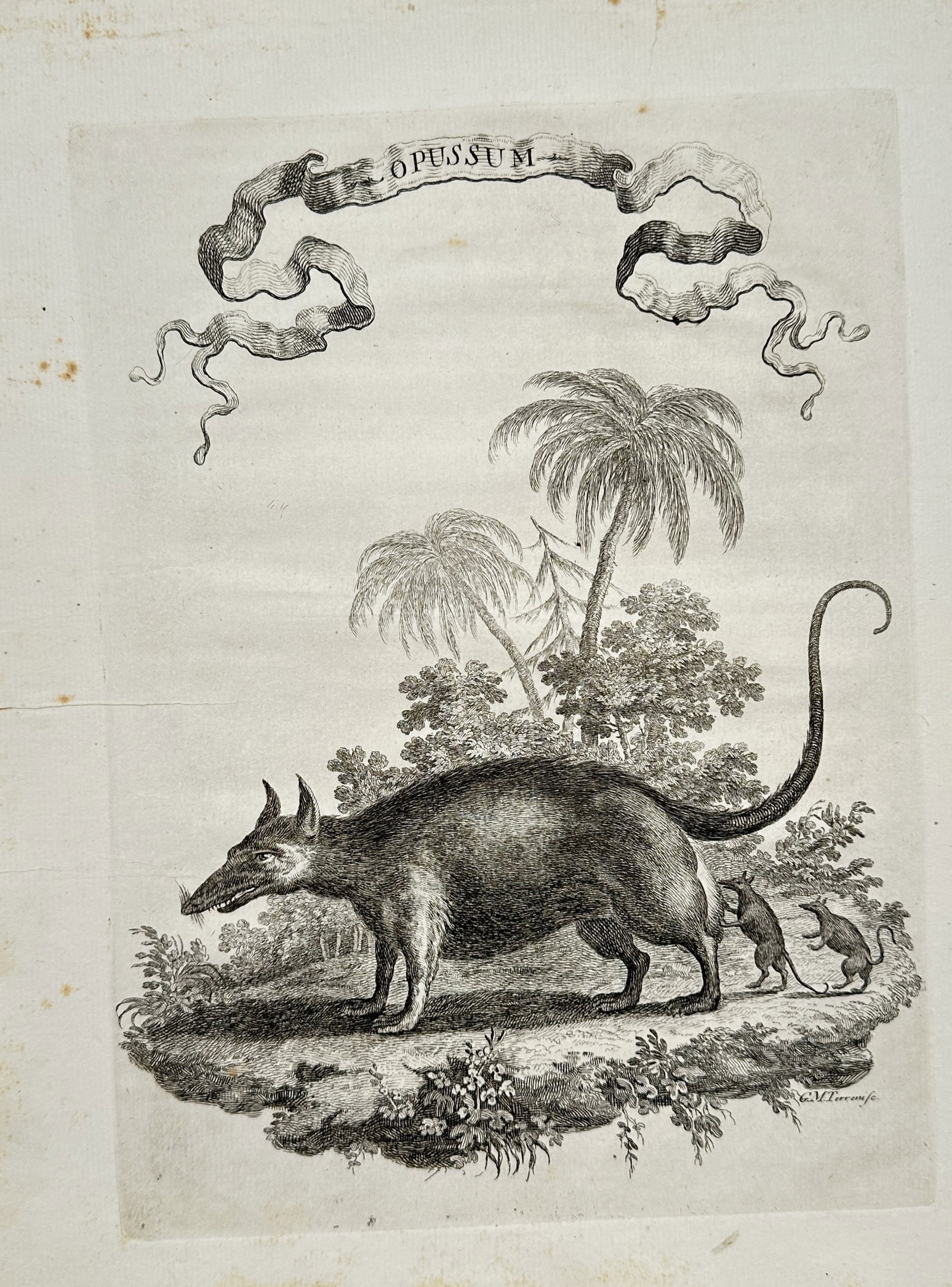 Giuseppe Maria Terreni – Zoological Study of an Opossum – Engraving (18th Century) (1 of 2)