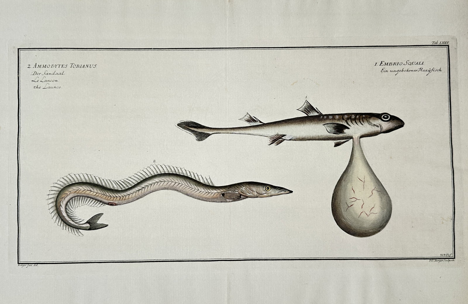 Andreas Ludwig Krüger – Ichthyological Study of a Shark Embryo and Sand Eel – Engraving (1 of 2)