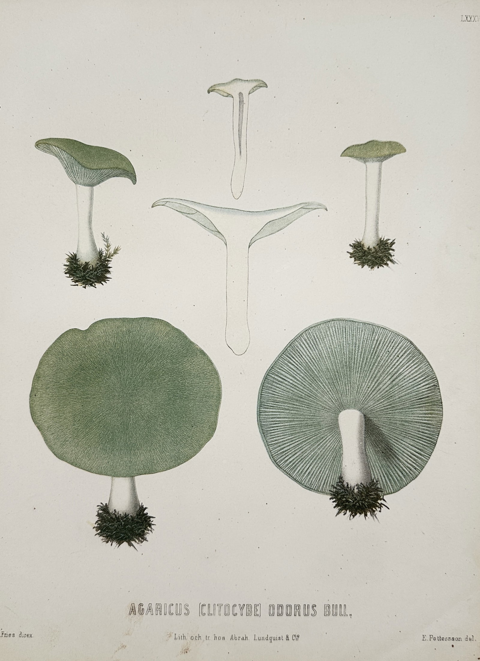Elias Magnus Fries – Mycological Study of Aniseed Funnel Mushrooms – Lithograph (19th Century) (1 of 2)