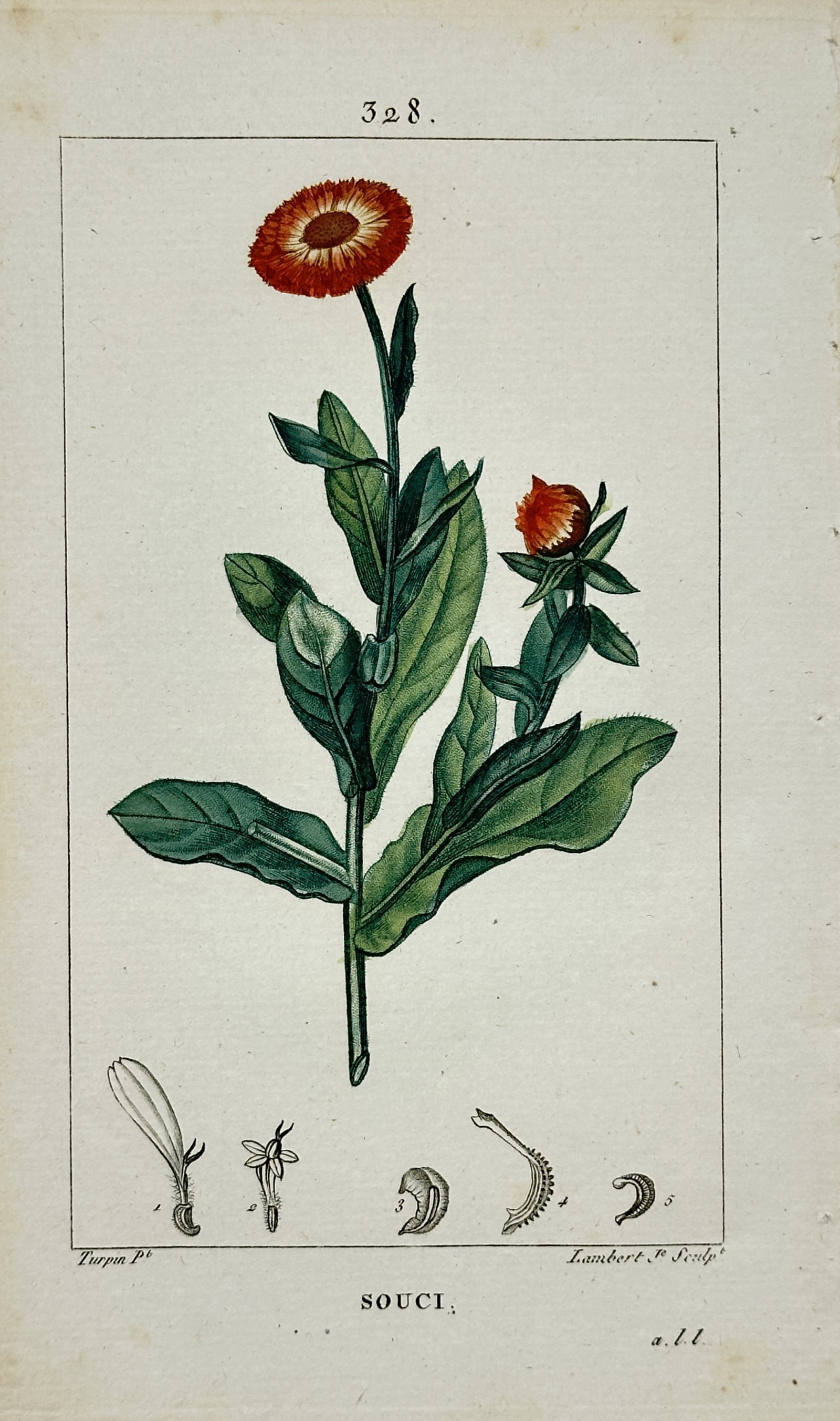 Pierre Jean François Turpin – Botanical Study of a Marigold – Engraving (19th Century): "Marigold" presents a detailed hand-colored botanical study illustrating a flowering pot marigold alongside anatomical dissections of petal and seed structures. Executed as an engraving during the nin