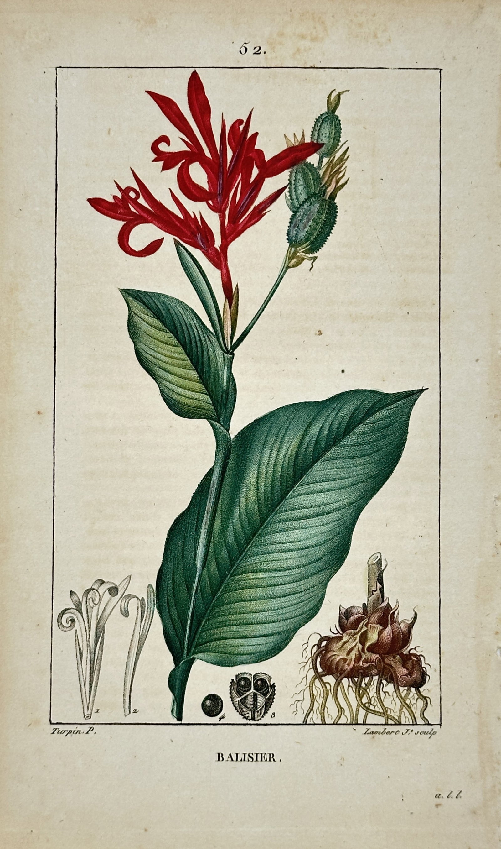 Pierre Jean François Turpin – Botanical Study of Canna Lily – Engraving (19th Century) (1 of 2)