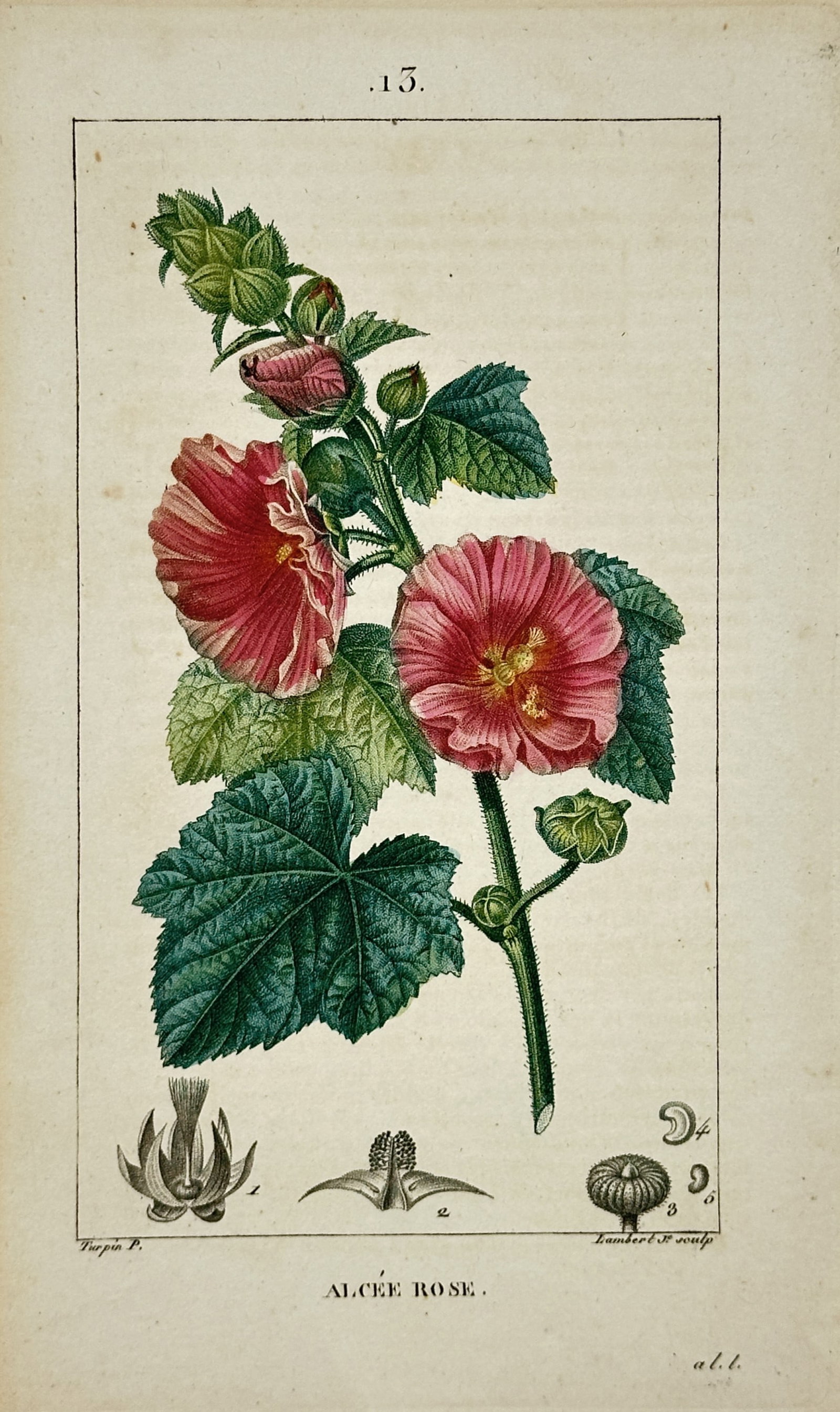 Pierre Jean François Turpin – Botanical Study of a Hollyhock – Engraving (19th Century) (1 of 2)
