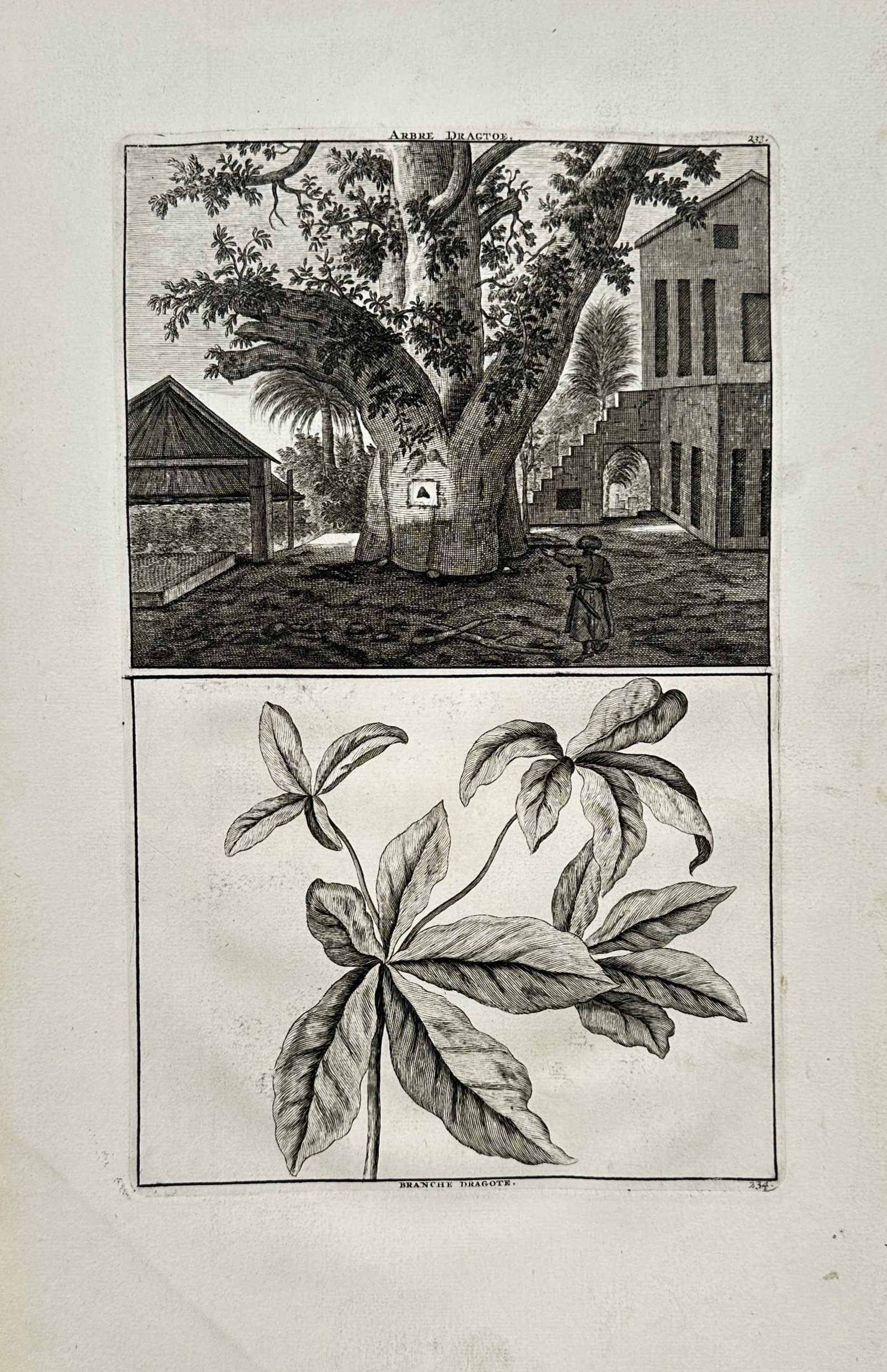 Cornelis de Bruijn – Botanical Study of a Dragon Tree and Branch – Engraving (17th Century) (1 of 2)