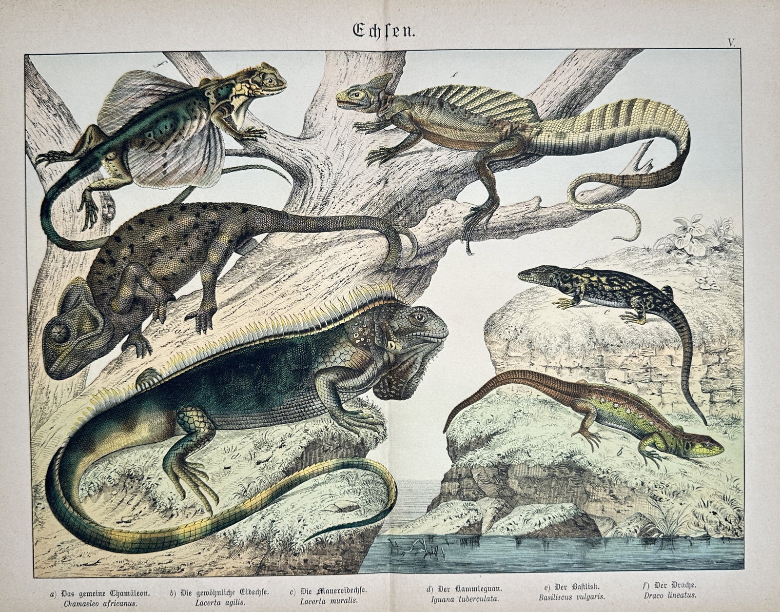 Gotthilf Heinrich von Schubert – Natural History Study of Lizards – Lithograph (19th Century): "Lizards" presents a detailed hand-colored zoological study illustrating various lizard species, including chameleons, iguanas, geckos, and flying dragons perched on branches and rocky terrain. Execut