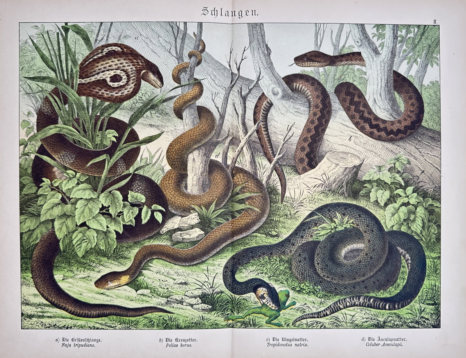 Gotthilf Heinrich von Schubert – Natural History Study of Snakes – Lithograph (19th Century) (1 of 2)
