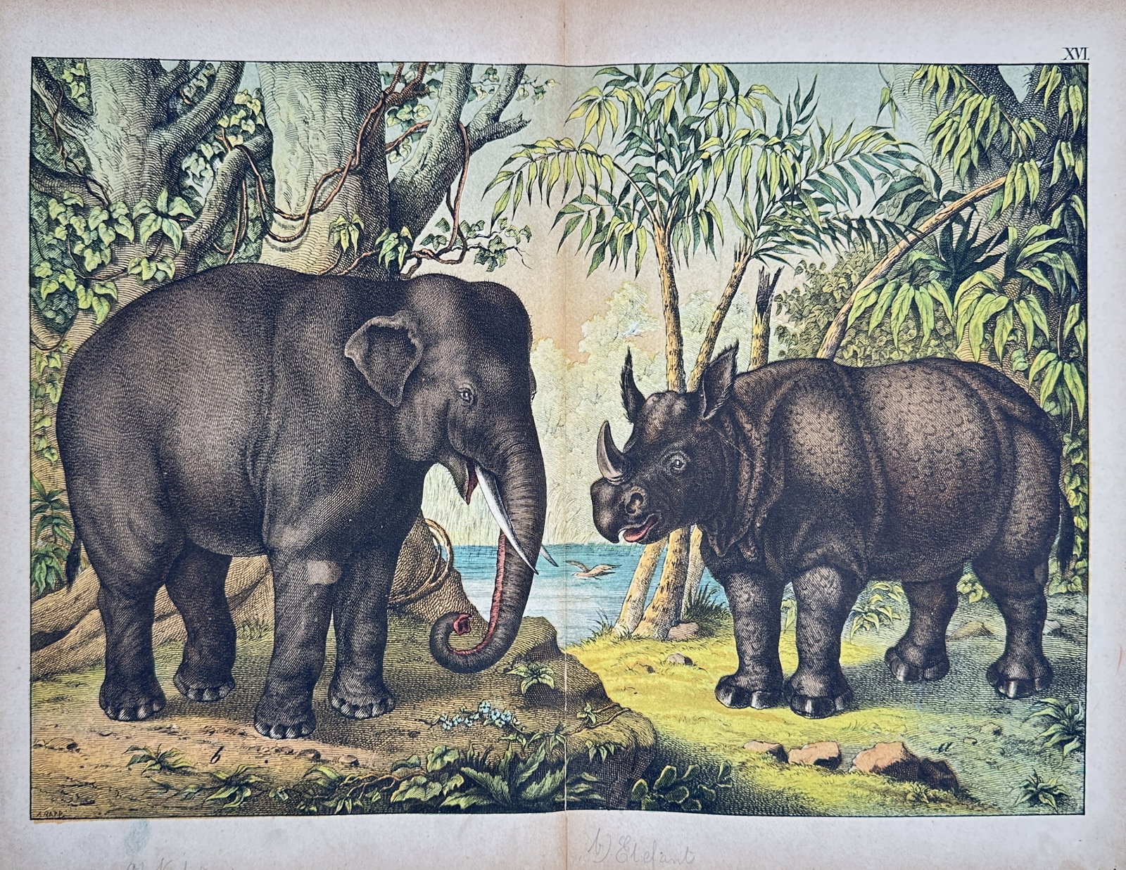Gotthilf Heinrich von Schubert – Natural History Study of an Elephant and Rhinoceros – (1 of 2)