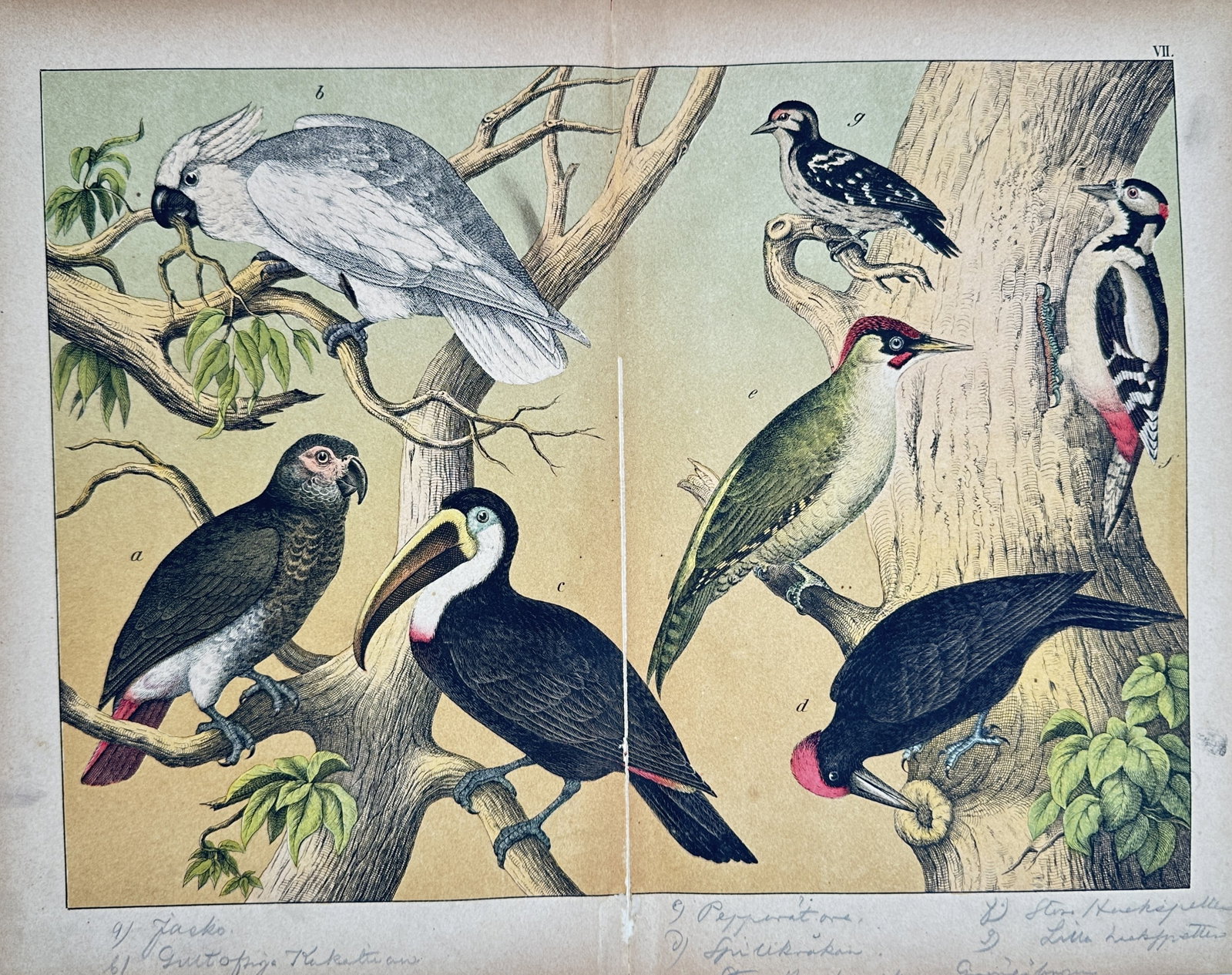 Gotthilf Heinrich von Schubert – Natural History Study of Exotic Birds and Woodpeckers – (1 of 2)