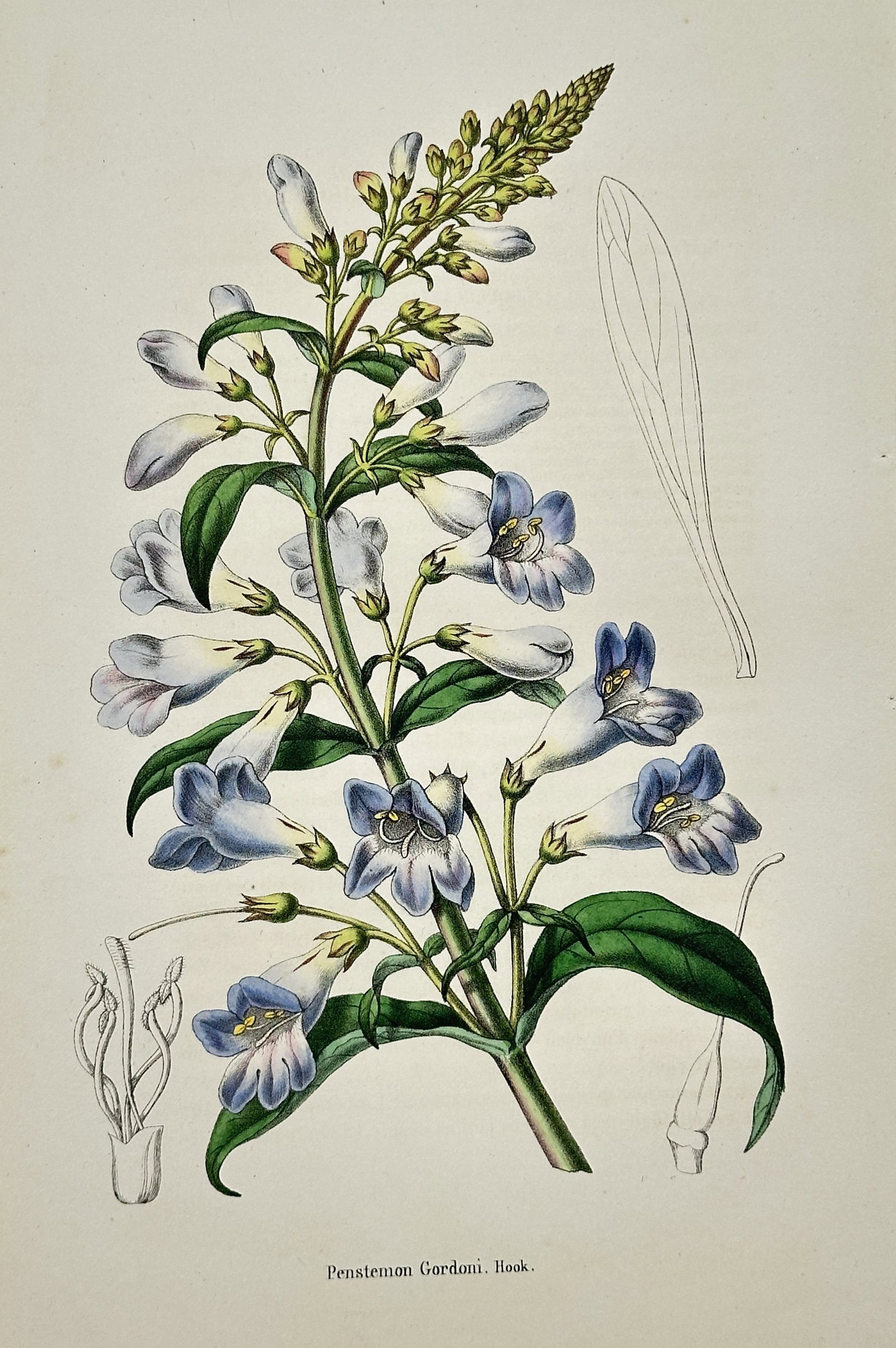 Charles Morren – Botanical Study of Penstemon Gordoni – Lithograph (19th Century) (1 of 2)