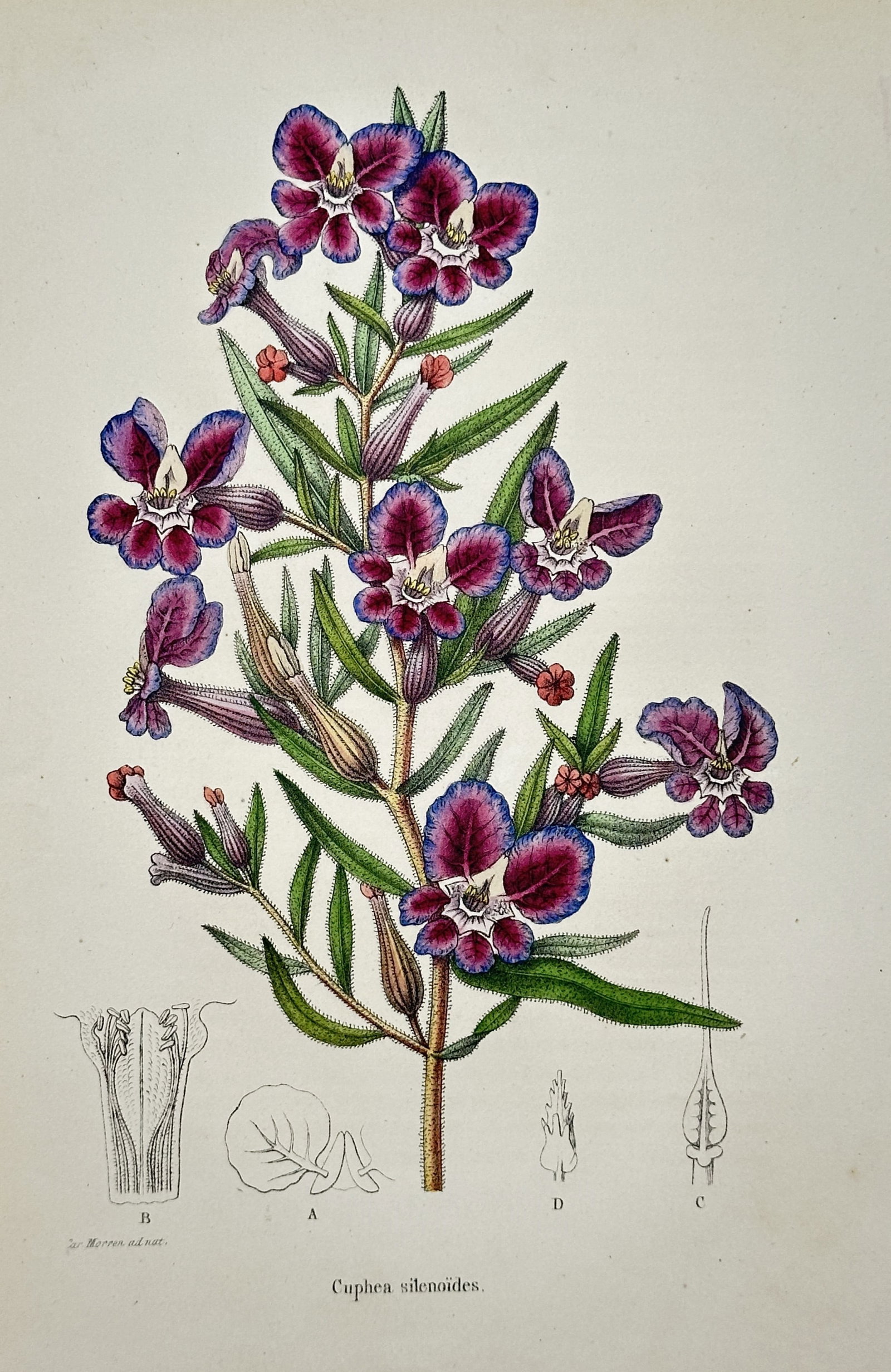 Charles Morren – Botanical Study of Cuphea Silenoides – Lithograph (19th Century) (1 of 2)
