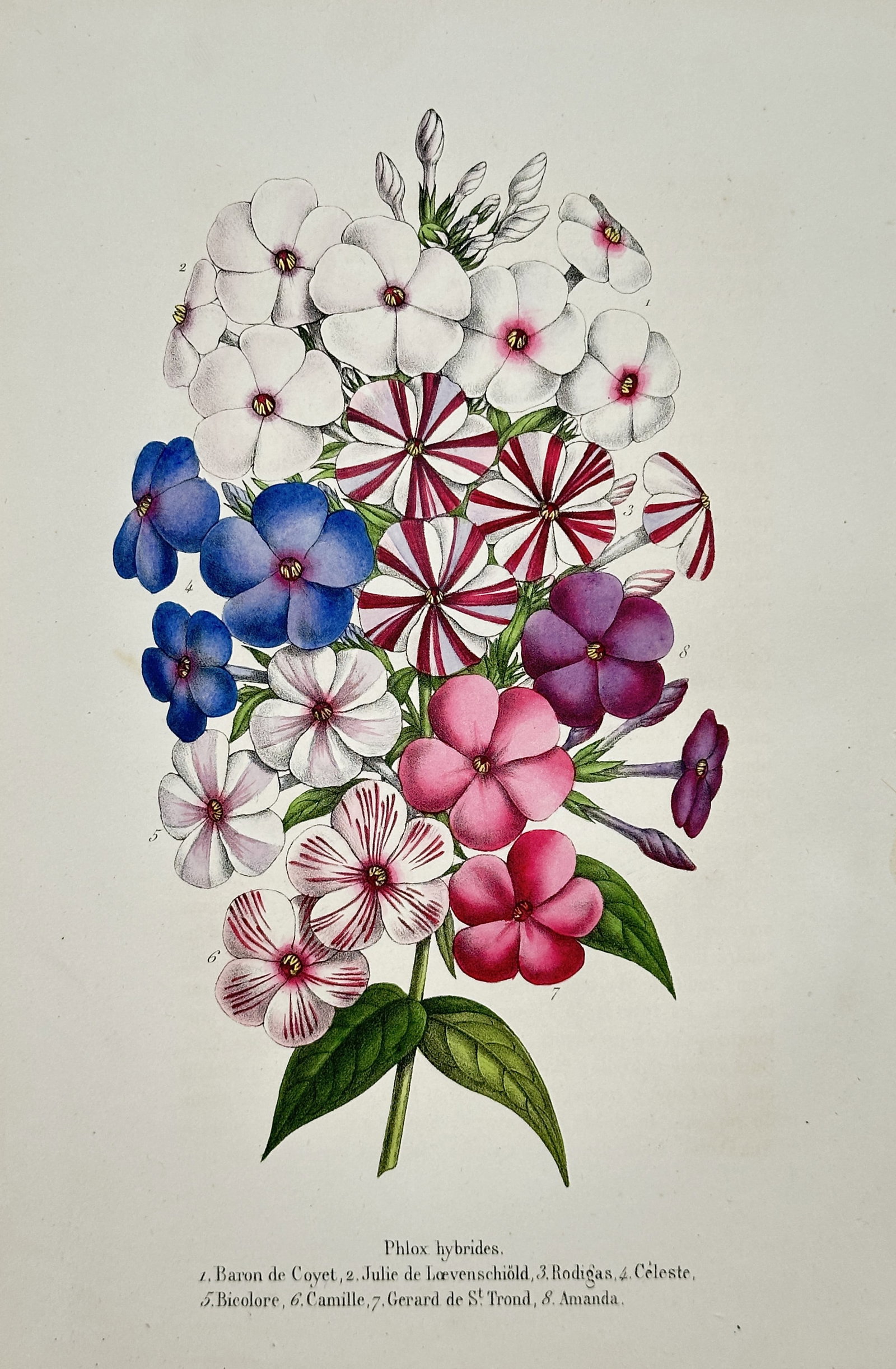 Charles Morren – Botanical Study of Hybrid Phlox Varieties – Lithograph (19th Century) (1 of 2)