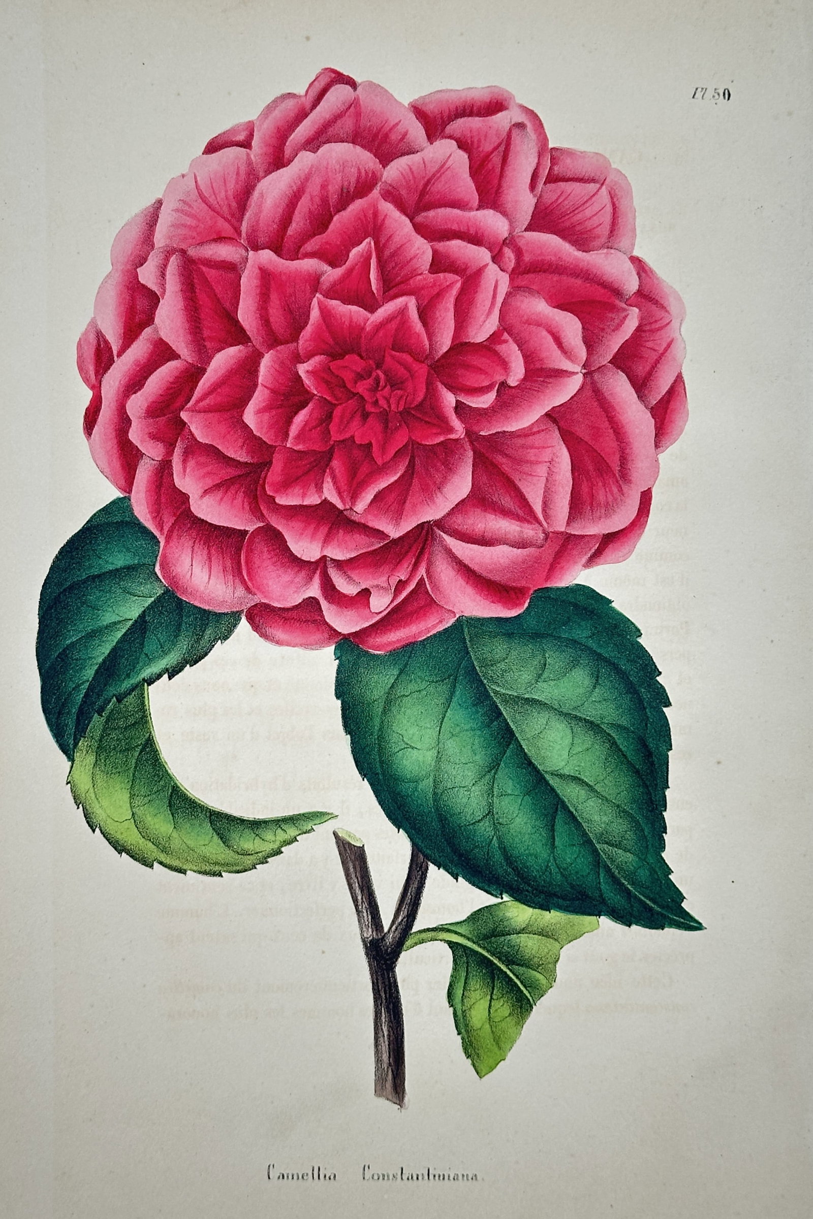 Charles Morren – Botanical Study of Camellia Constantiniana – Lithograph (19th Century) (1 of 2)
