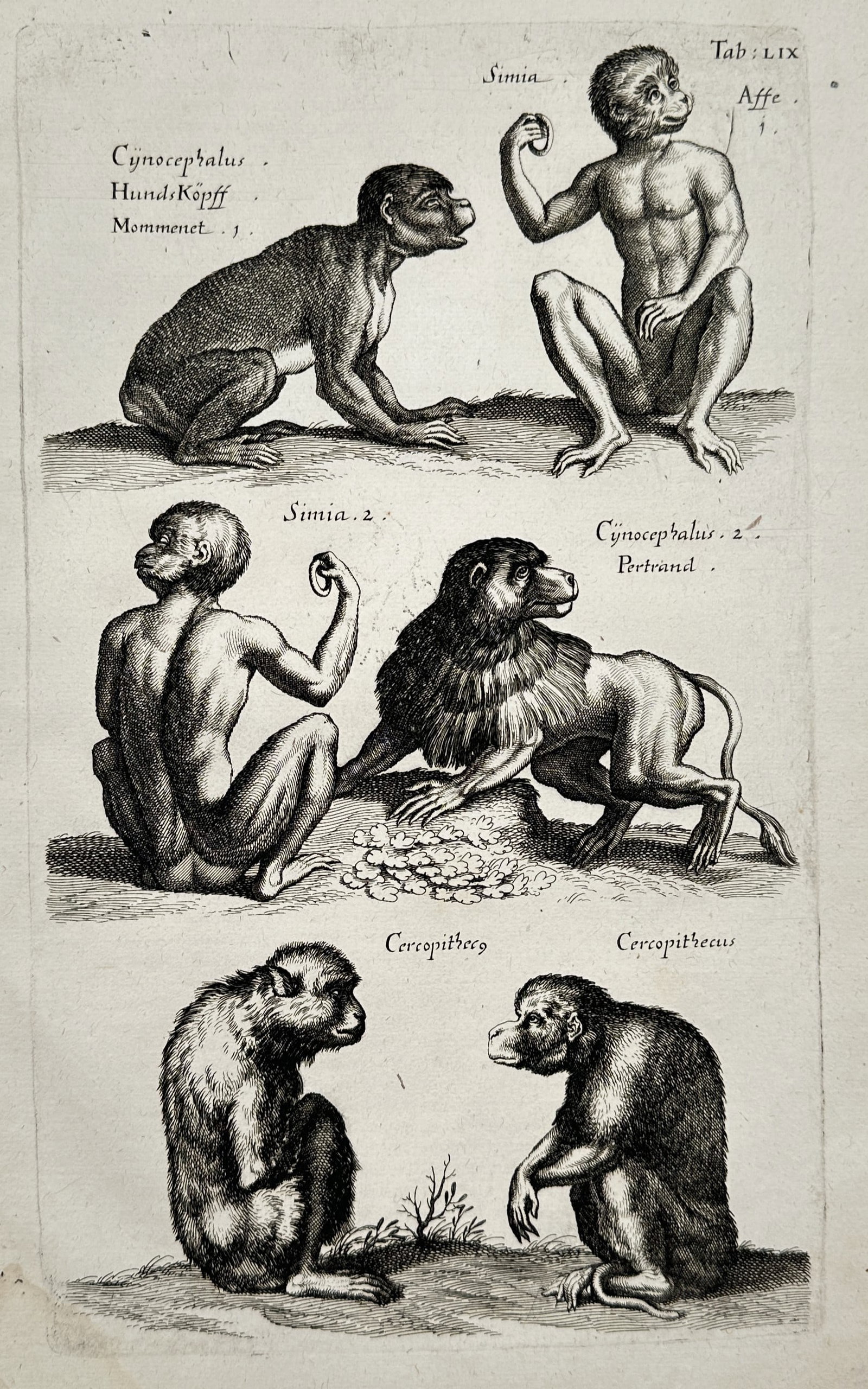 Jan Jonston – Natural History Study of Primates and Apes – Engraving (17th Century) (1 of 2)