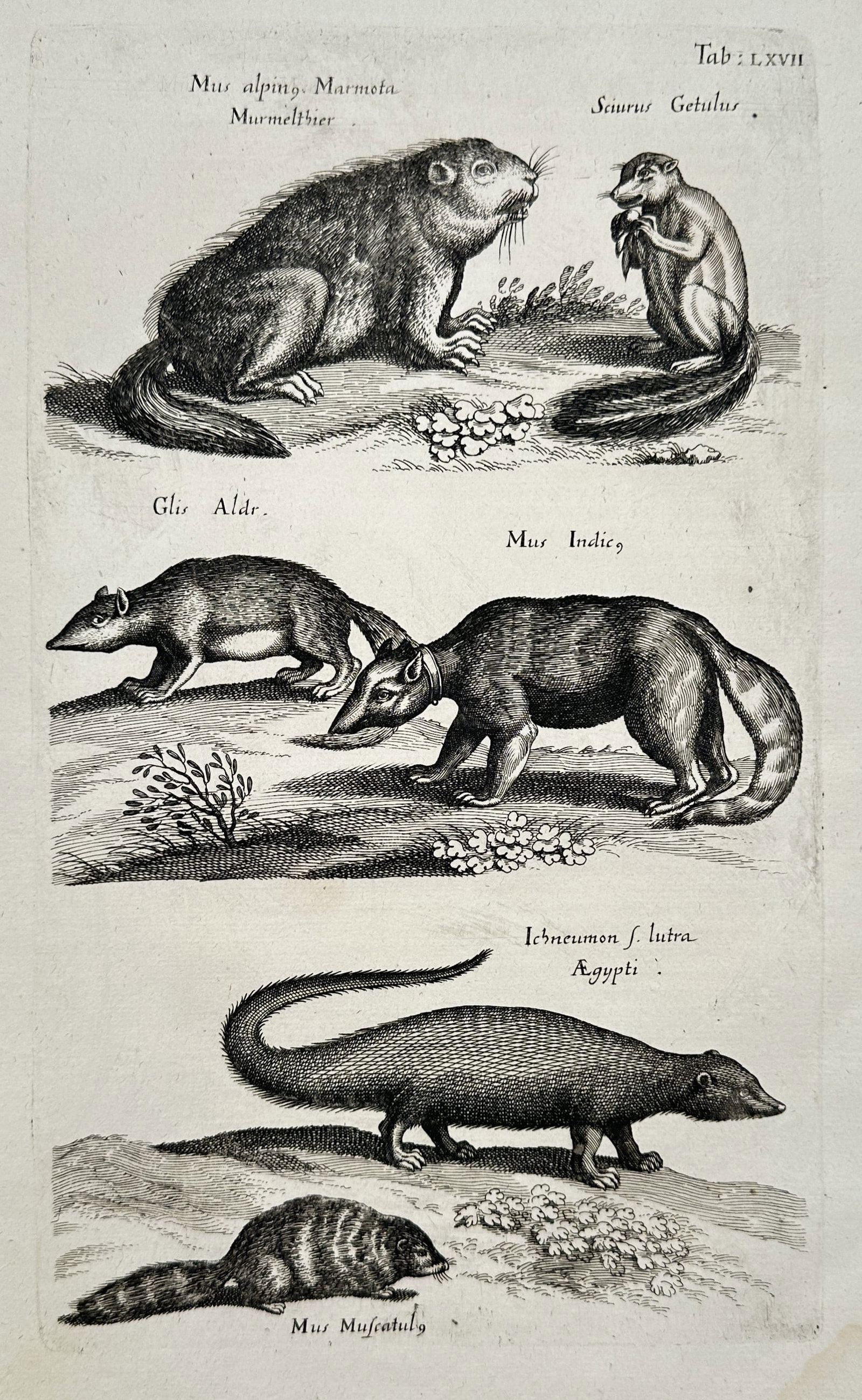 Jan Jonston – Natural History Study of Marmots, Squirrels, and Small Mammals – Engraving (1 of 2)