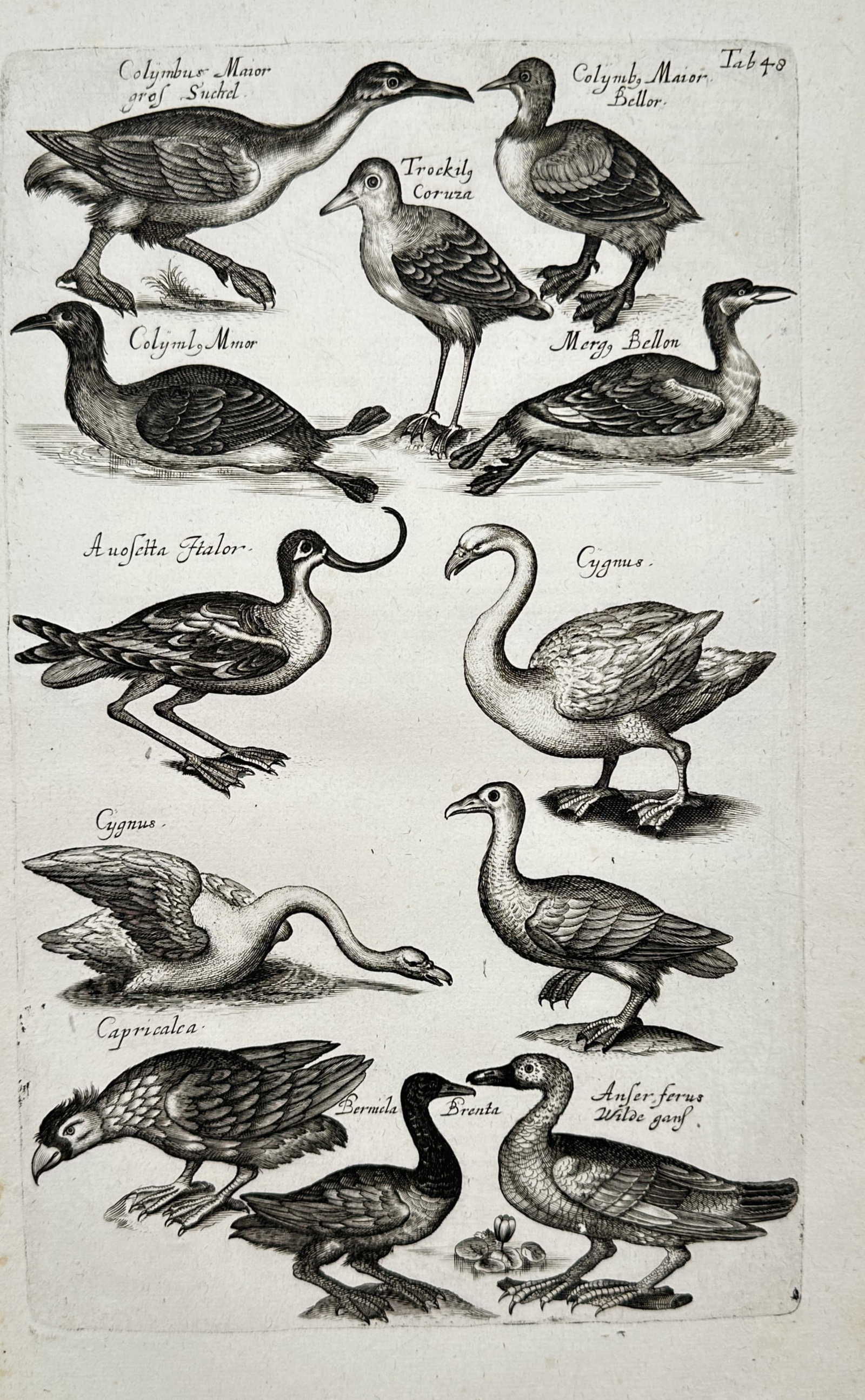 Jan Jonston – Natural History Study of Waterfowl, Swans, and Shorebirds – Engraving (17th: "Colymbus, Trochilus, Avosetta, Cygnus, Anser" presents a detailed zoological study illustrating various aquatic bird species, including grebes, avocets, swans, and wild geese portrayed in characteris