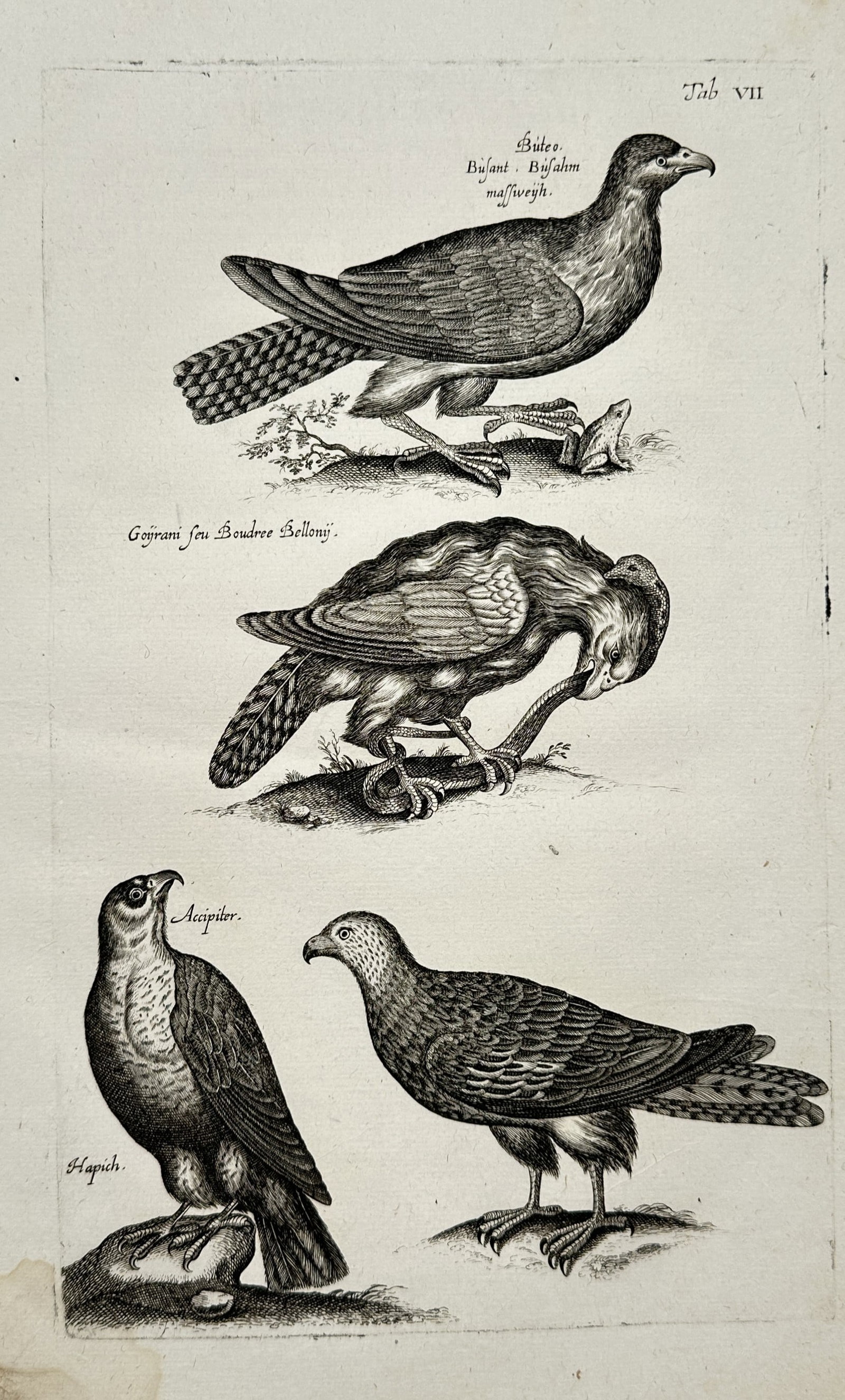 Jan Jonston – Natural History Study of Birds of Prey – Engraving (17th Century): "Buteo, Accipiter, Hapich" presents a detailed zoological study illustrating various raptor and bird of prey species depicted perched and hunting prey across naturalistic ground lines. Executed as an 