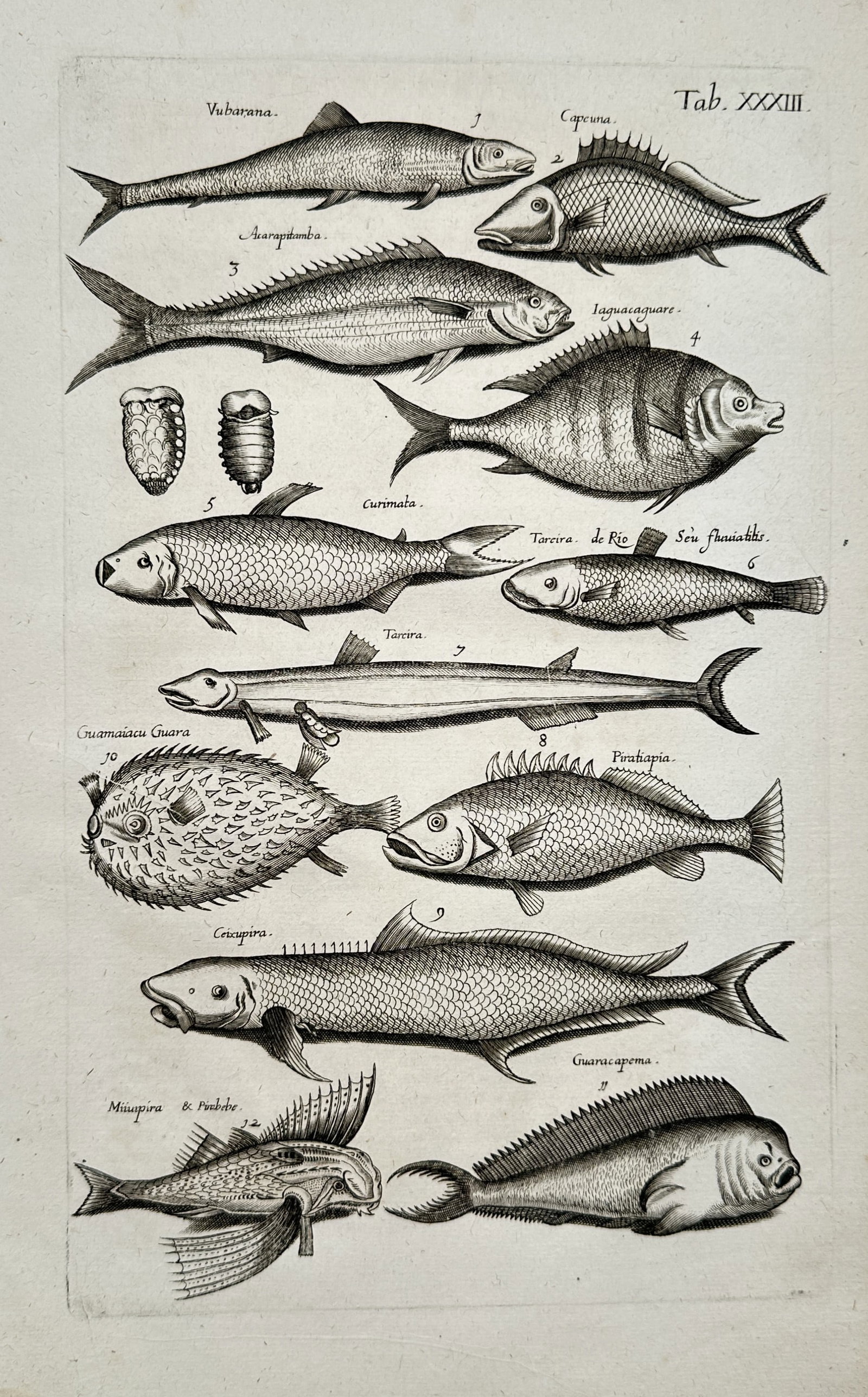 Jan Jonston – Natural History Study of Exotic Fish Species – Engraving (17th Century): "Vubarana, Capeuna, Acarapitamba, Iaguacagua, Curimata, Tareira, Guacucu Guacu, Pirahepia, Ciriapira, Miupira, Guaracapema" presents a detailed zoological study illustrating various marine and freshwa
