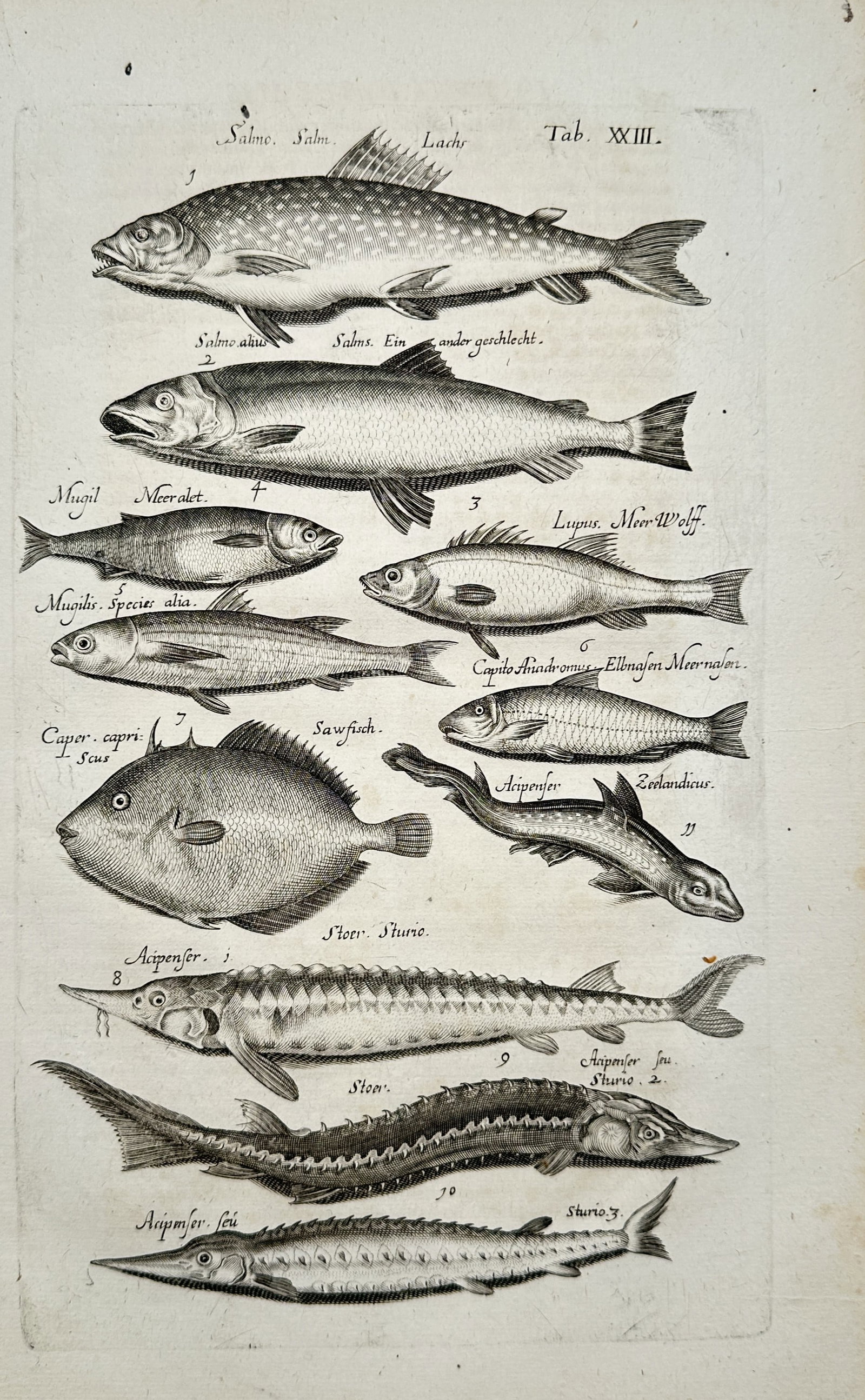 Jan Jonston – Natural History Study of Salmon, Sturgeon, and European Fish Species – Engraving (1 of 2)