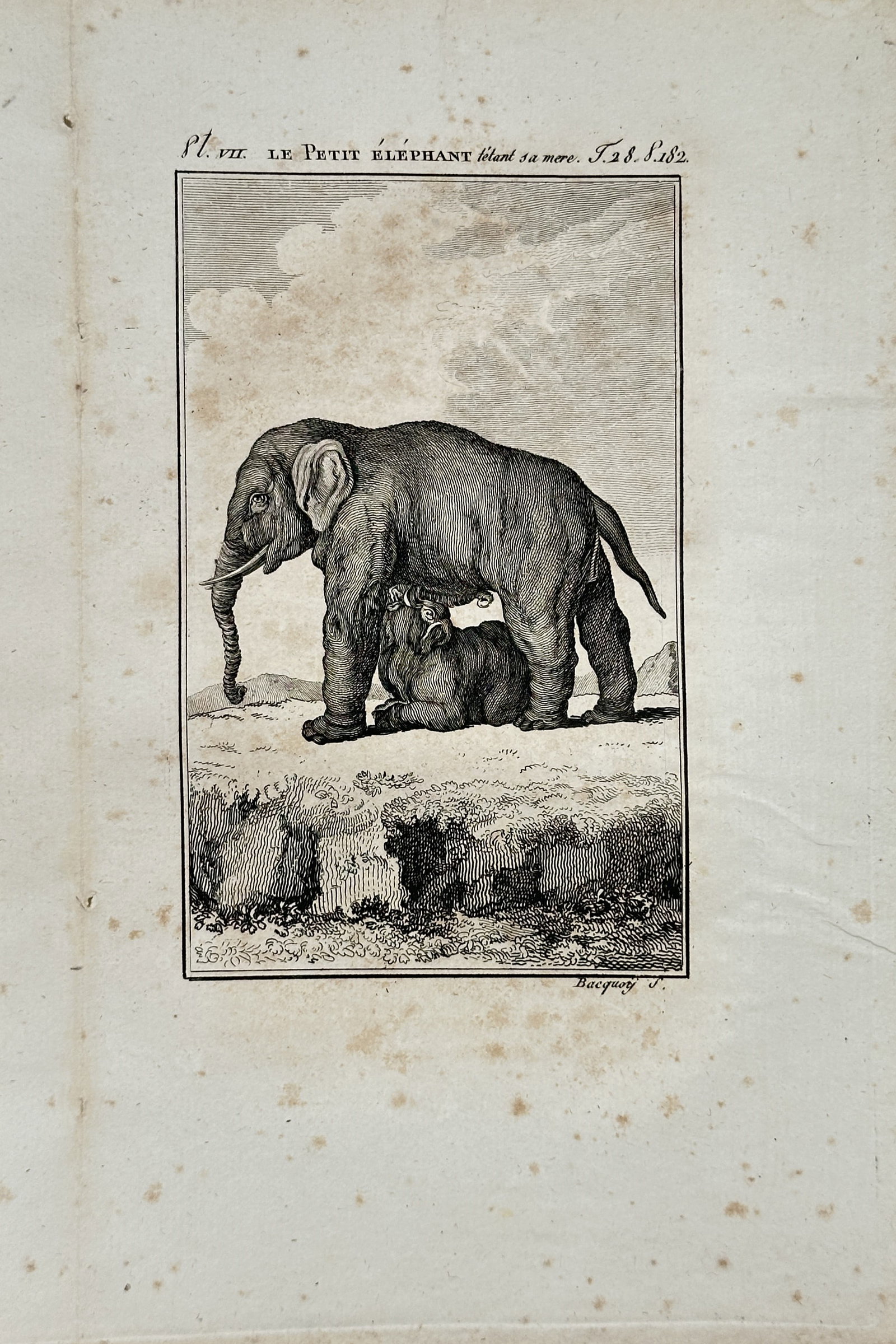 Georges Louis Leclerc Comte de Buffon – Natural History Study of a Baby Elephant Suckling its: "Le Petit Eléphant Tétant sa Mère" presents a detailed zoological study illustrating a young elephant nursing from its mother in an open landscape terrain. Executed as an engraving during the eight