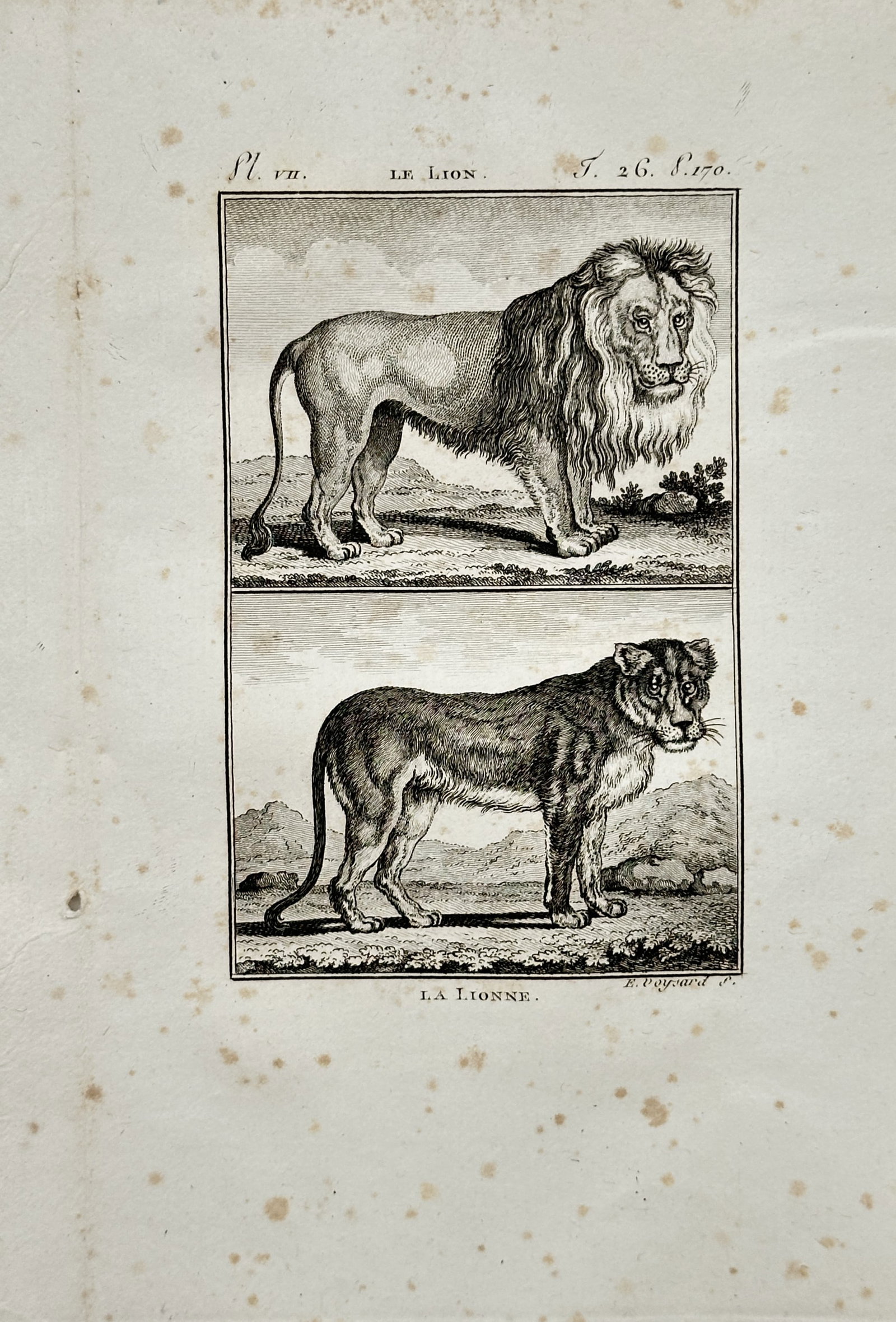 Georges Louis Leclerc Comte de Buffon – Natural History Study of a Lion and Lioness – Engraving: "Le Lion, La Lionne" presents a detailed zoological study illustrating a male lion and a lioness standing in profile against open landscape backdrops. Executed as an engraving during the eighteenth ce
