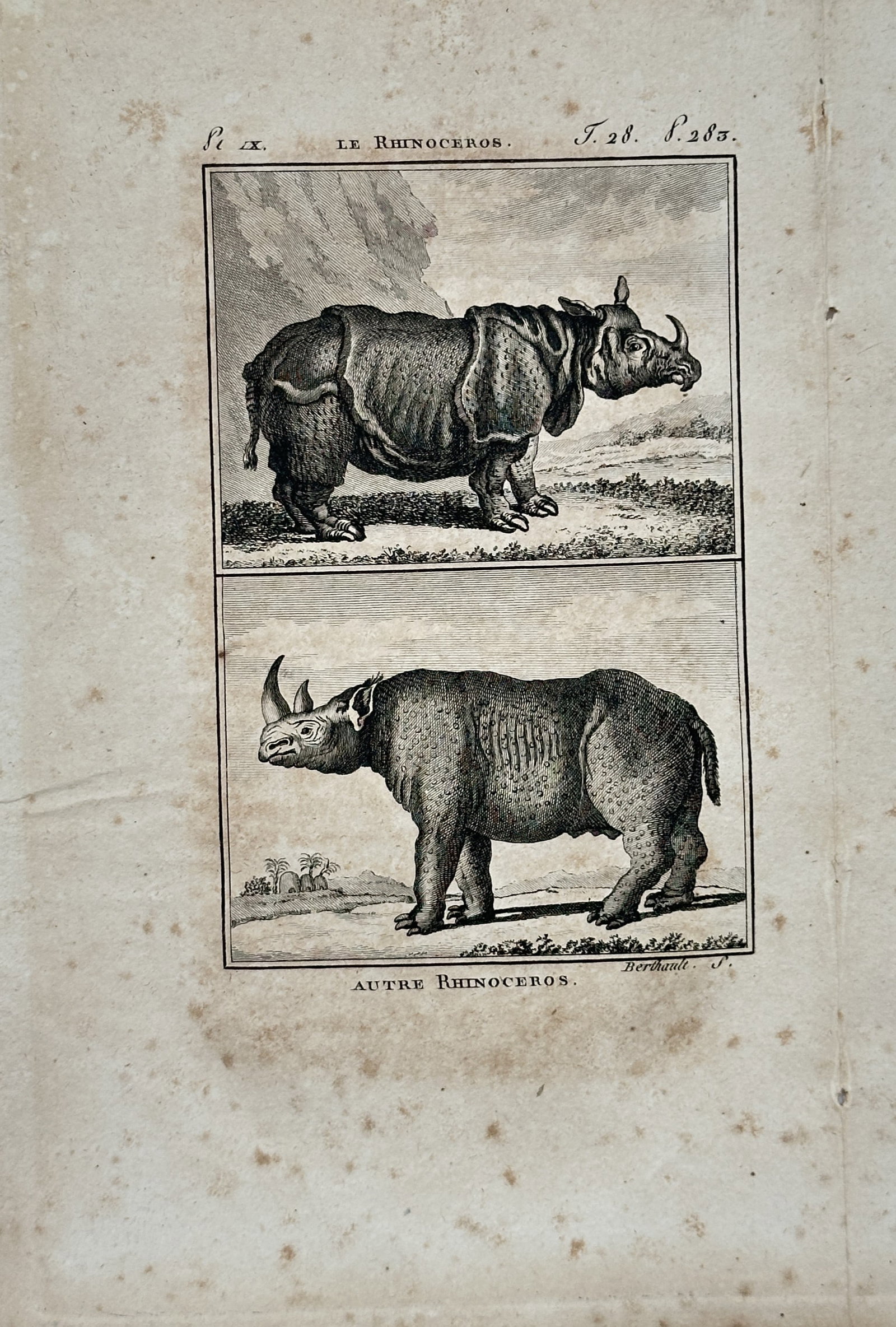 Georges Louis Leclerc Comte de Buffon – Natural History Study of Rhinoceros Varieties – (1 of 2)