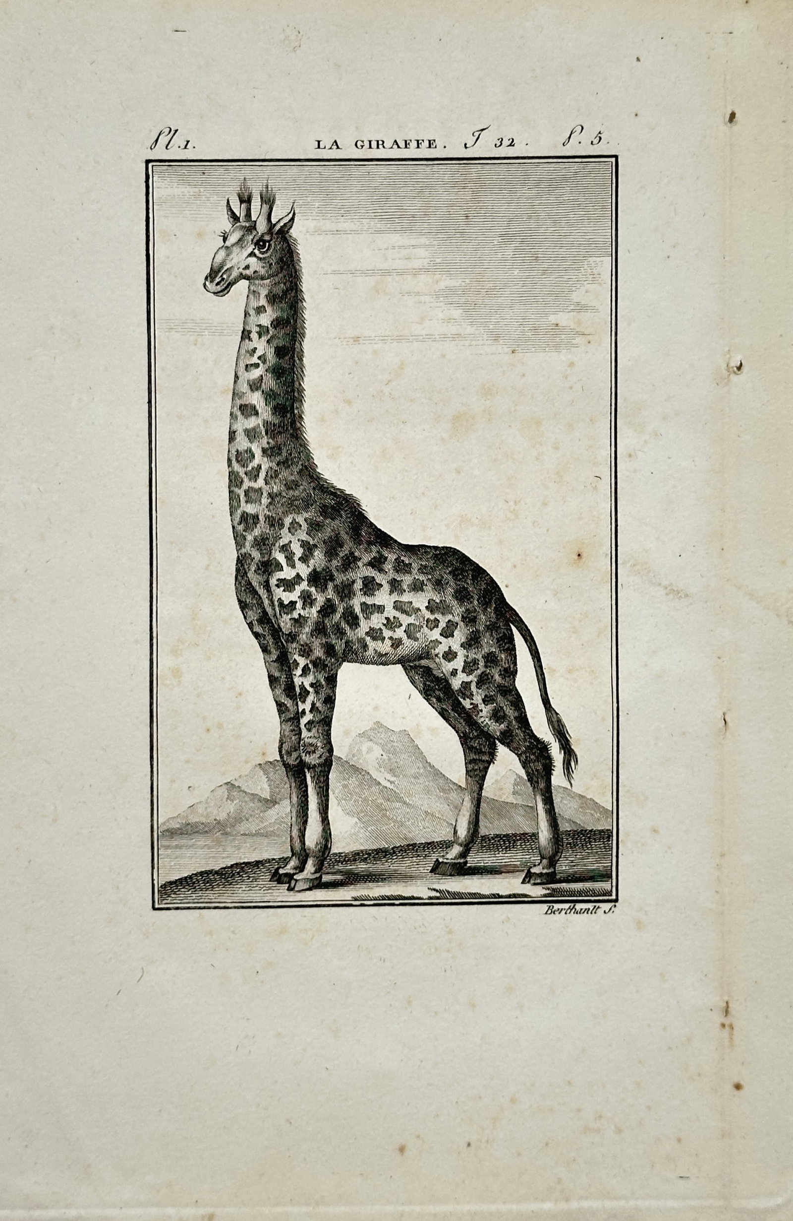 Georges Louis Leclerc Comte de Buffon – Natural History Study of a Giraffe – Engraving (1 of 2)