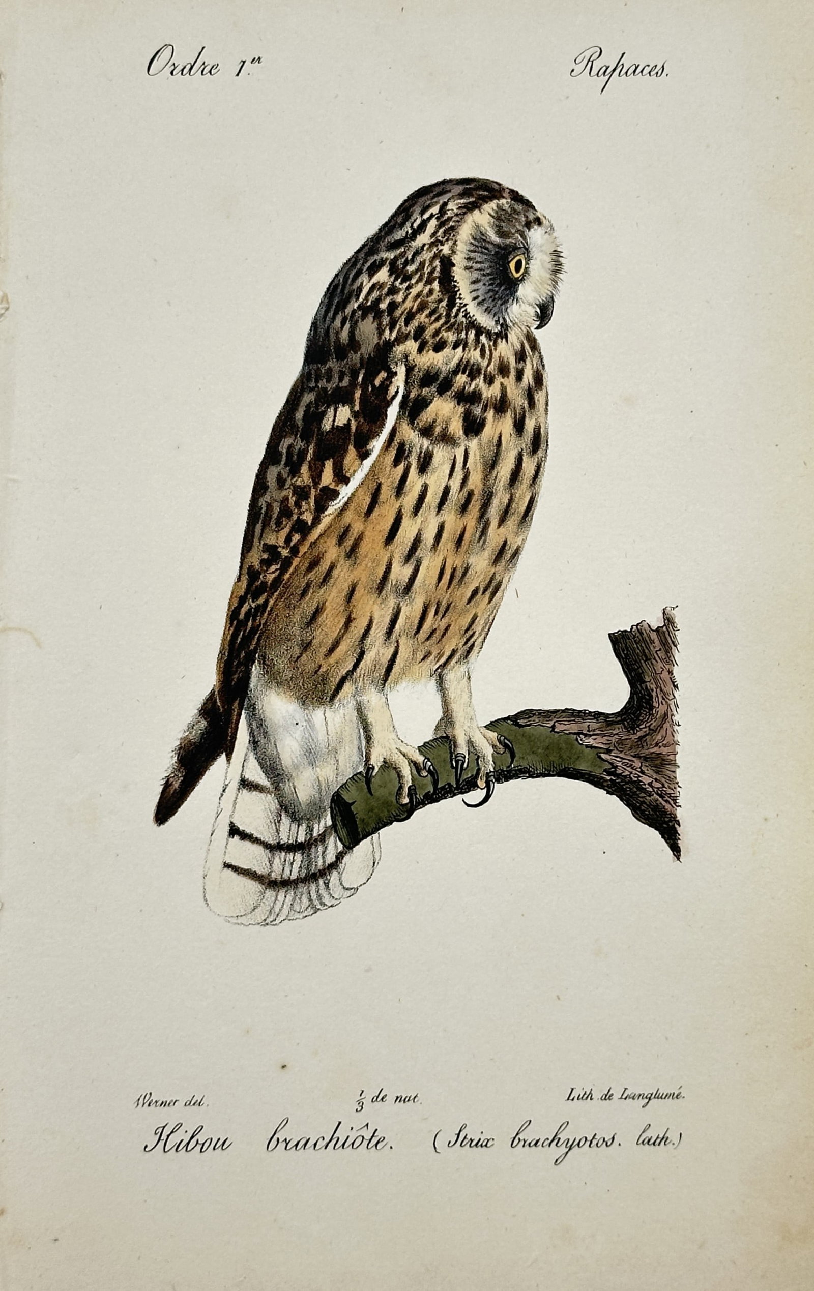 Jean-Charles Werner – Ornithological Study of a Short-Eared Owl – Lithograph (19th Century) (1 of 2)