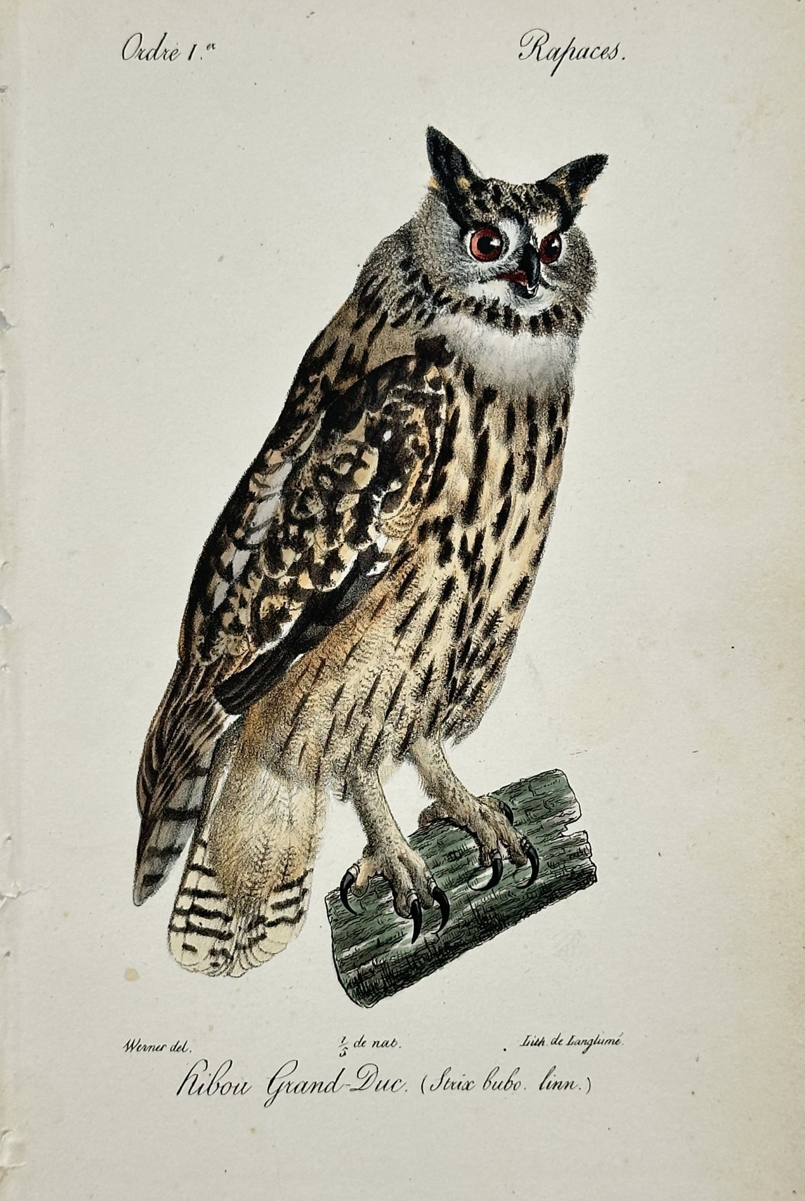 Jean-Charles Werner – Ornithological Study of an Eurasian Eagle-Owl – Lithograph (19th Century): "Hibou Grand-Duc" presents a detailed hand-colored ornithological study depicting an Eurasian eagle-owl perched on a mossy branch. Executed as a lithograph during the nineteenth century, the plate doc