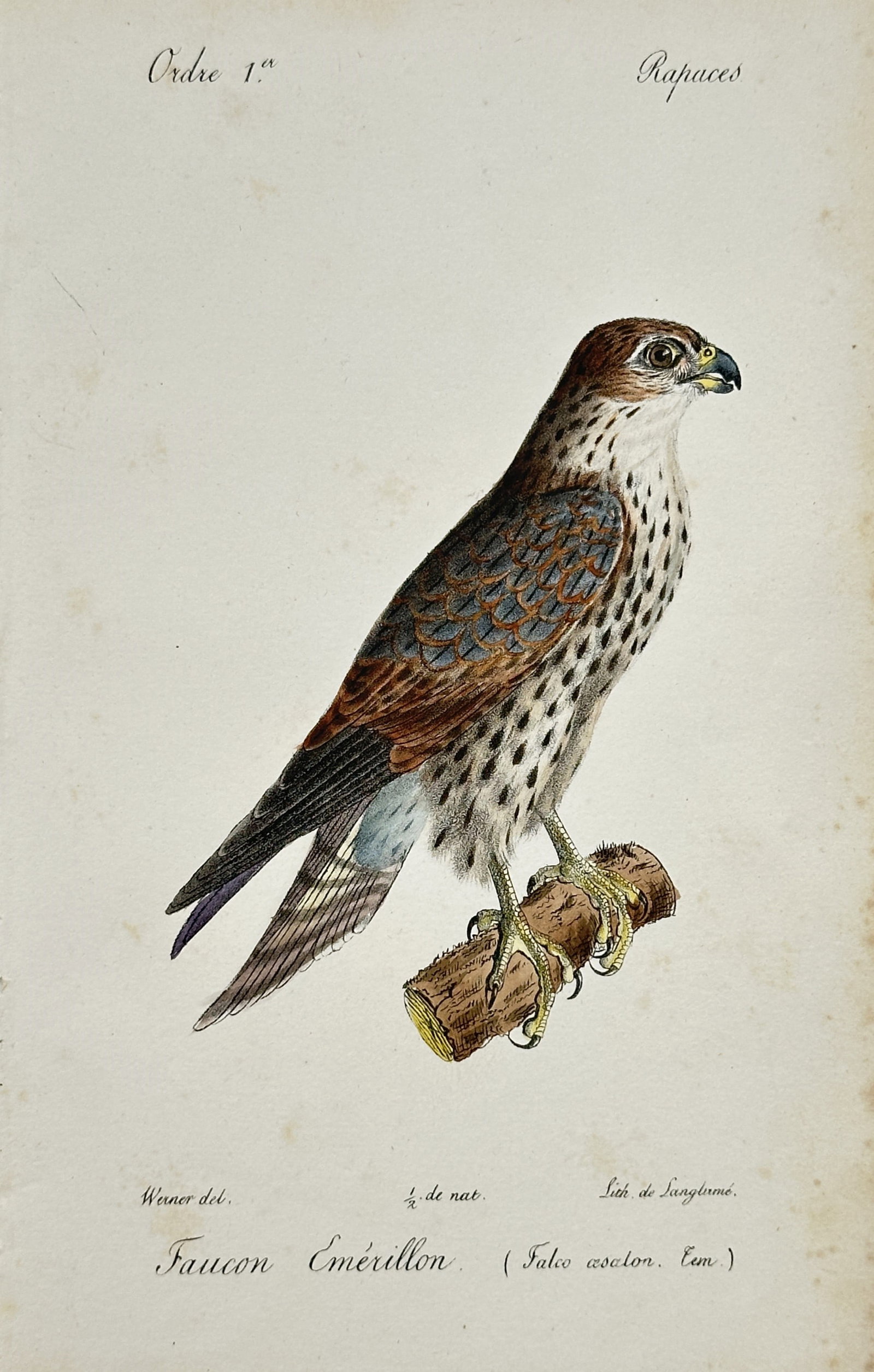 Jean-Charles Werner – Ornithological Study of a Merlin – Lithograph (19th Century): "Faucon Émérillon" presents a detailed hand-colored ornithological study depicting a Merlin (Falco aesalon) perched on a wooden branch. Executed as a lithograph during the nineteenth century, the pl
