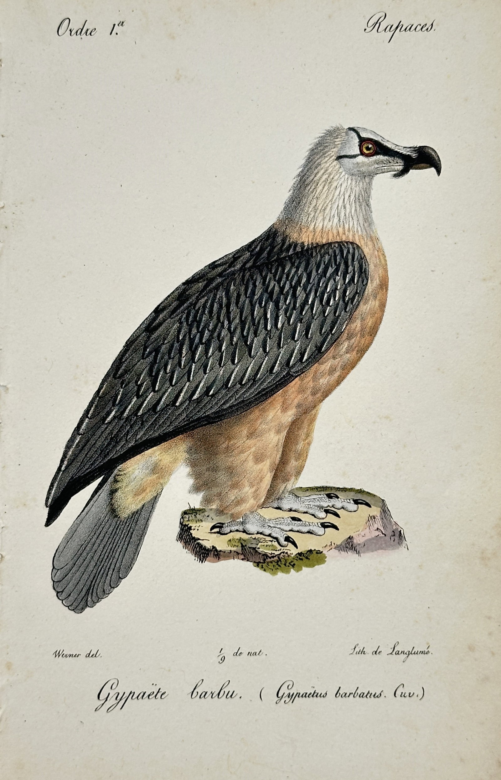 Jean-Charles Werner – Ornithological Study of a Bearded Vulture – Lithograph (19th Century): "Gypaëte barbu" presents a detailed hand-colored ornithological study depicting a Bearded Vulture (Gypaetus barbatus) perched on a rocky outcrop. Executed as a lithograph during the nineteenth centur