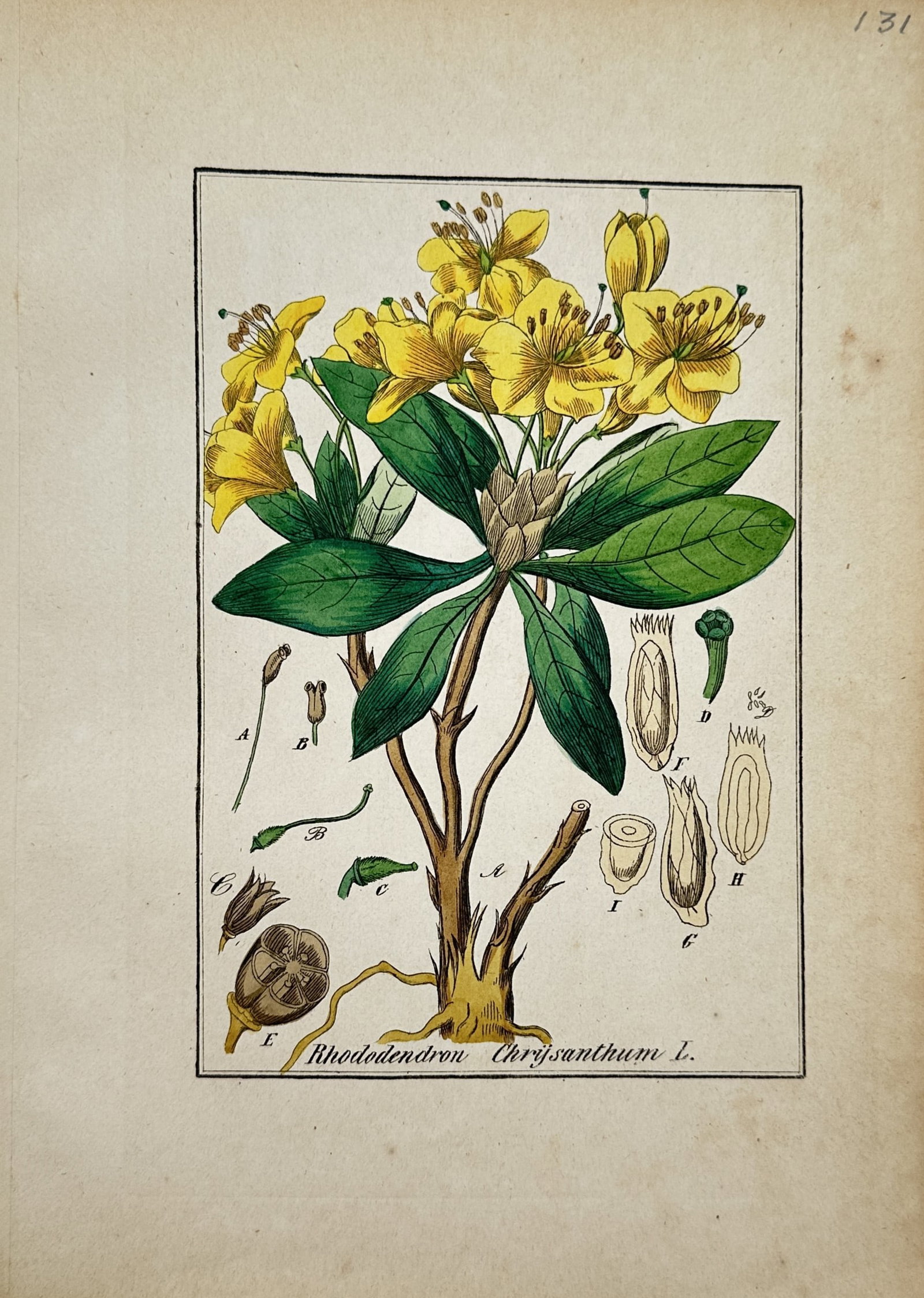 Max Schulze – Botanical Study of Golden Rhododendron – Lithograph (19th Century) (1 of 2)