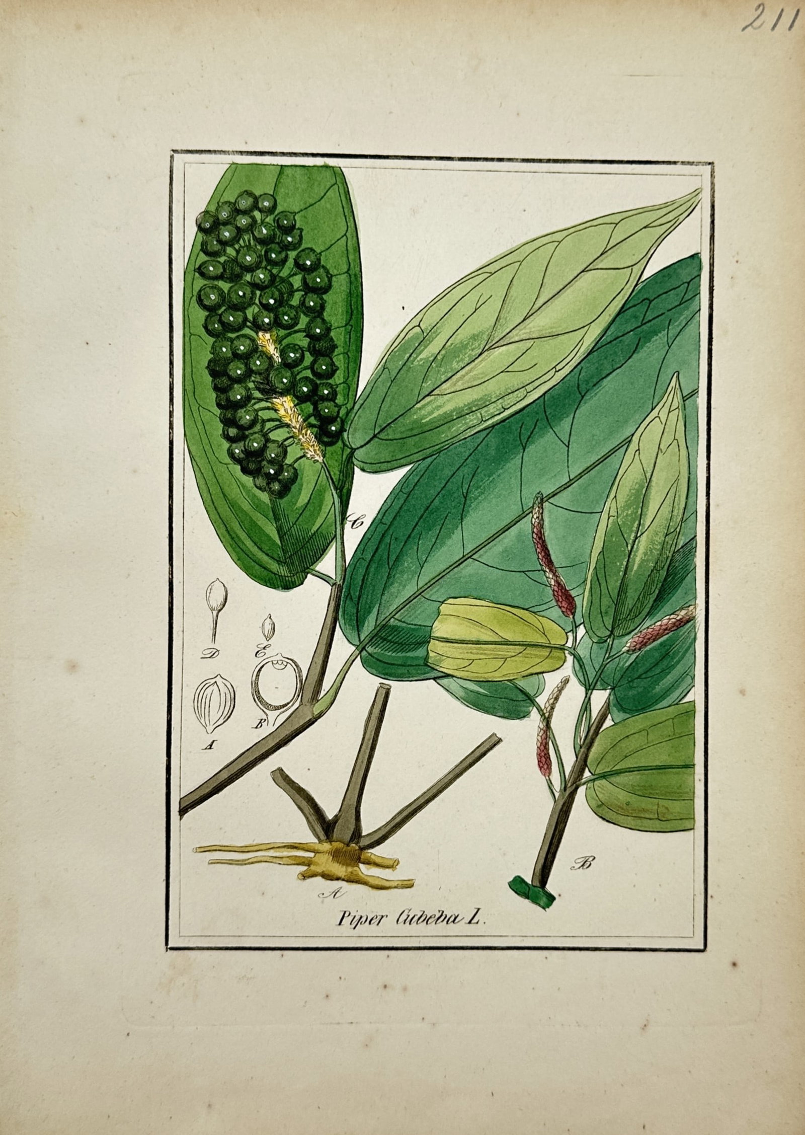 Max Schulze – Botanical Study of Cubeb Pepper – Lithograph (19th Century): "Piper Cubeba L." presents a detailed hand-colored botanical study depicting a cubeb pepper plant with green leaves, fruit clusters, stem structure, and floral dissections. Executed as a lithograph du