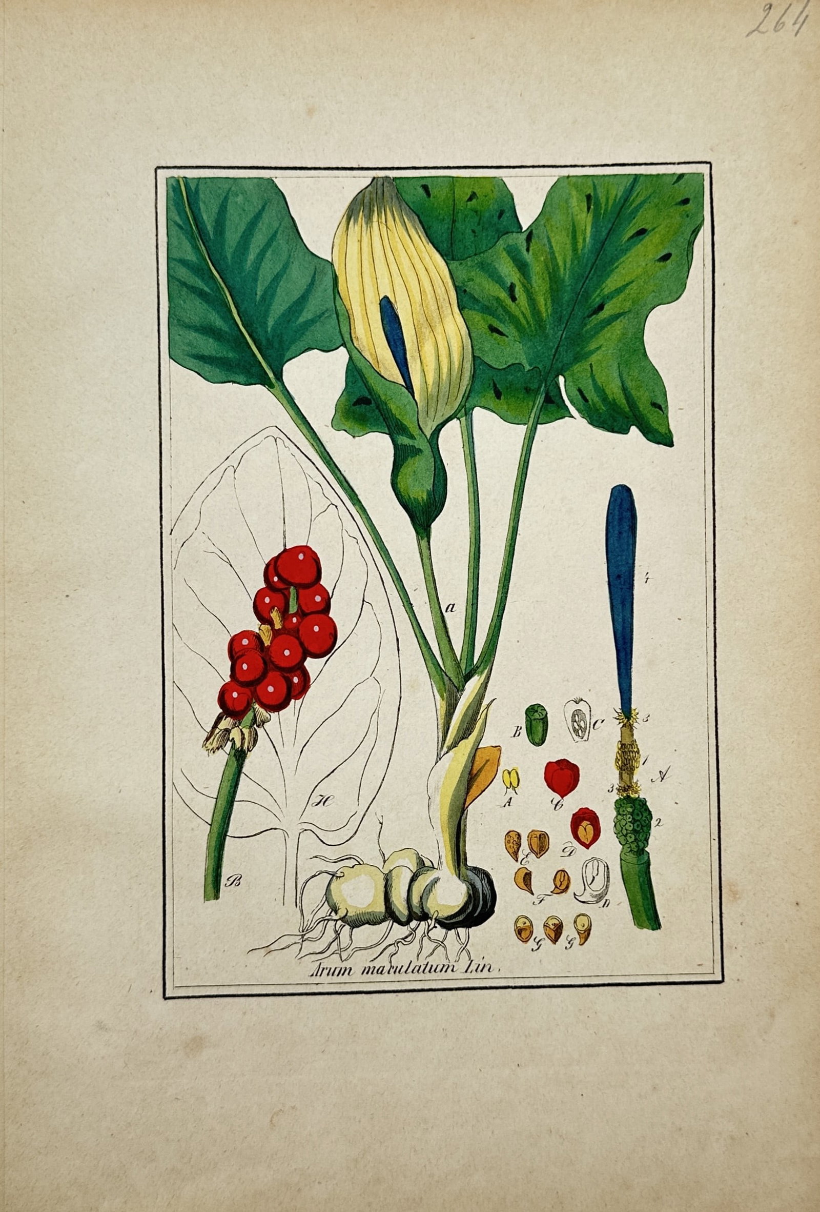Max Schulze – Botanical Study of Cuckoo-Pint – Lithograph (19th Century) (1 of 2)