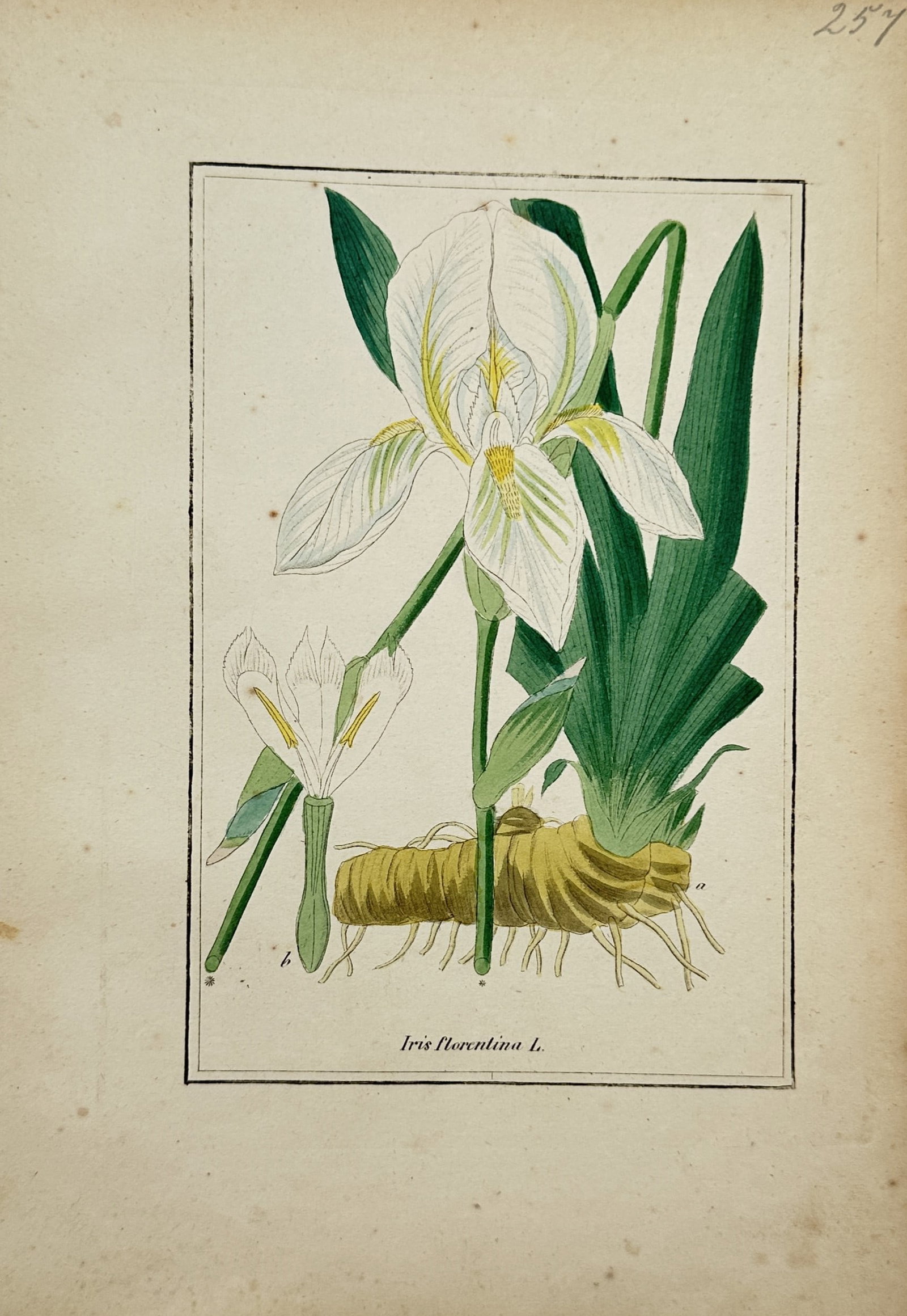 Max Schulze – Botanical Study of Florentine Iris – Lithograph (19th Century) (1 of 2)