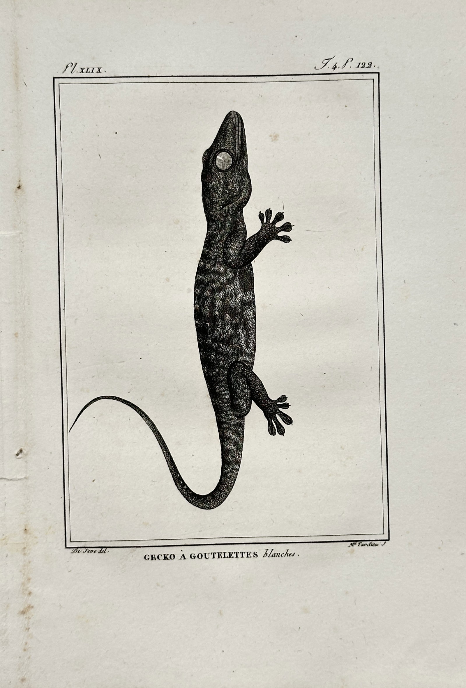 Georges-Louis Leclerc, Comte de Buffon – Zoological Study of the White-Spotted Gecko – Engraving (1 of 2)