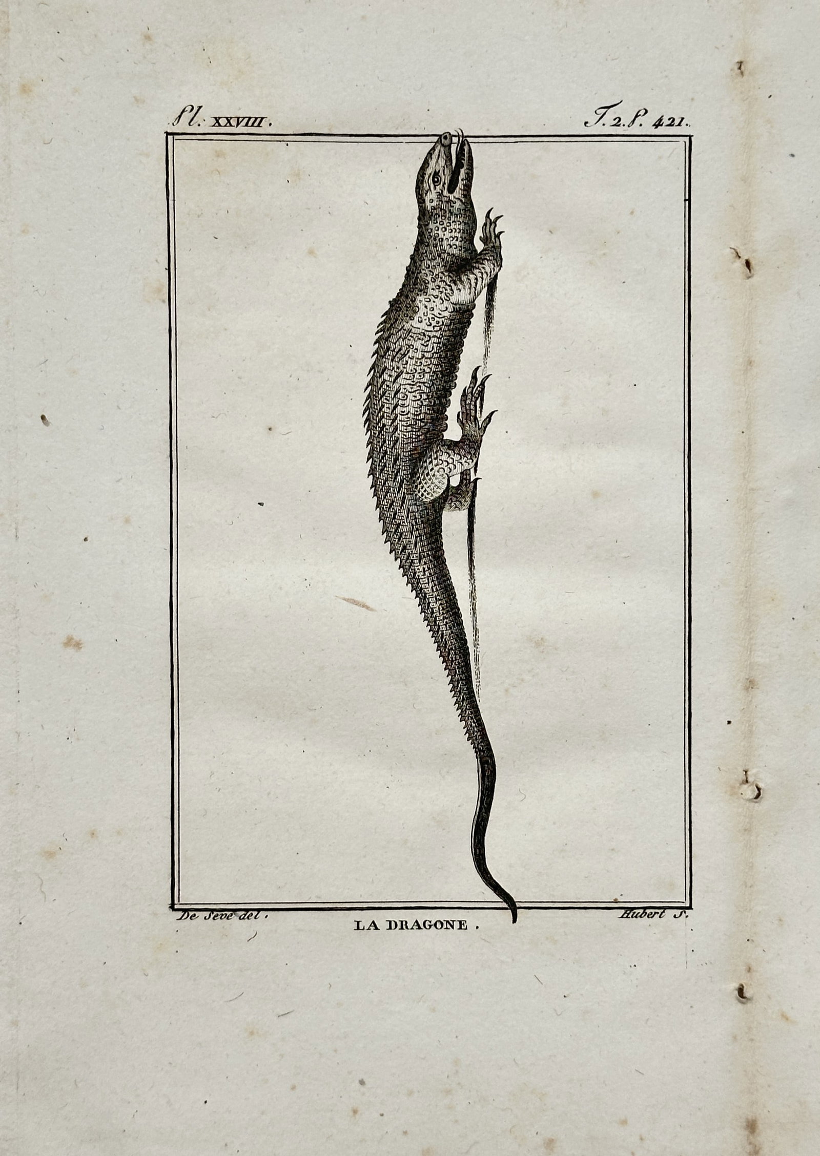 Georges-Louis Leclerc, Comte de Buffon – Zoological Study of the Caiman Lizard – Engraving: "The Dragone" presents a detailed eighteenth-century zoological study depicting a caiman lizard in profile, showcasing its scaled body, long tail, and clawed limbs. Executed as an engraving during the