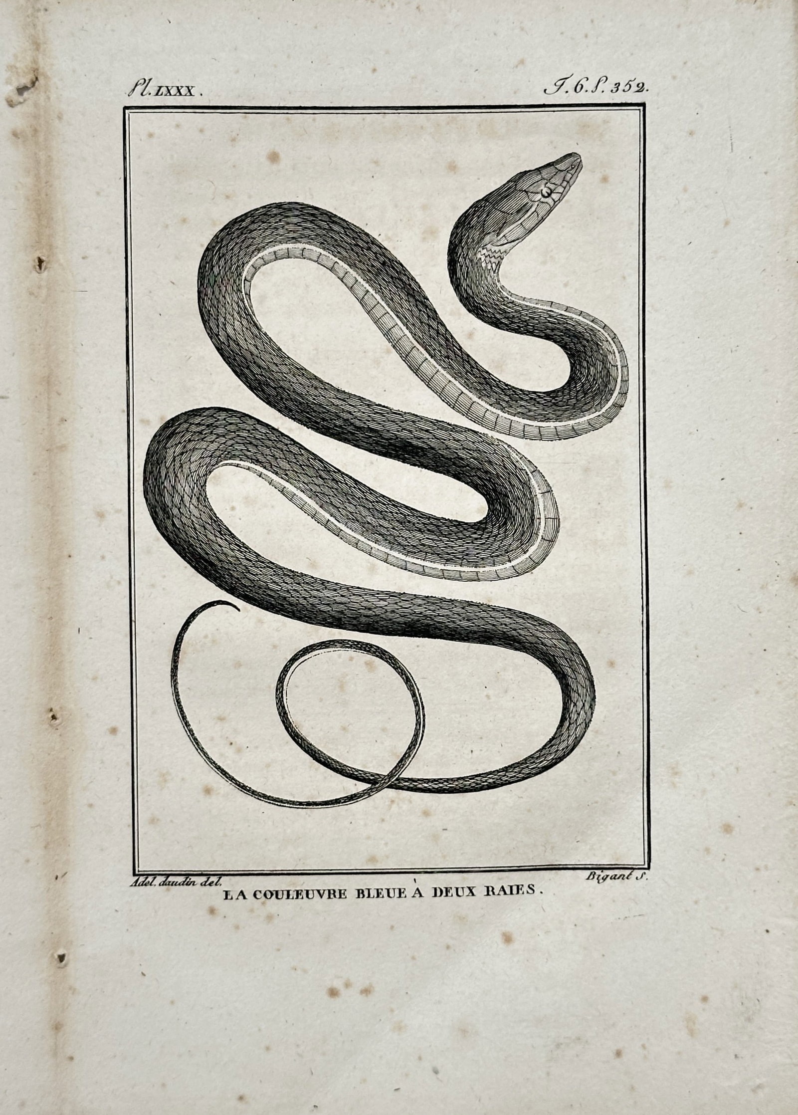 Georges-Louis Leclerc, Comte de Buffon – Zoological Study of the Blue Two-Striped Snake (1 of 2)