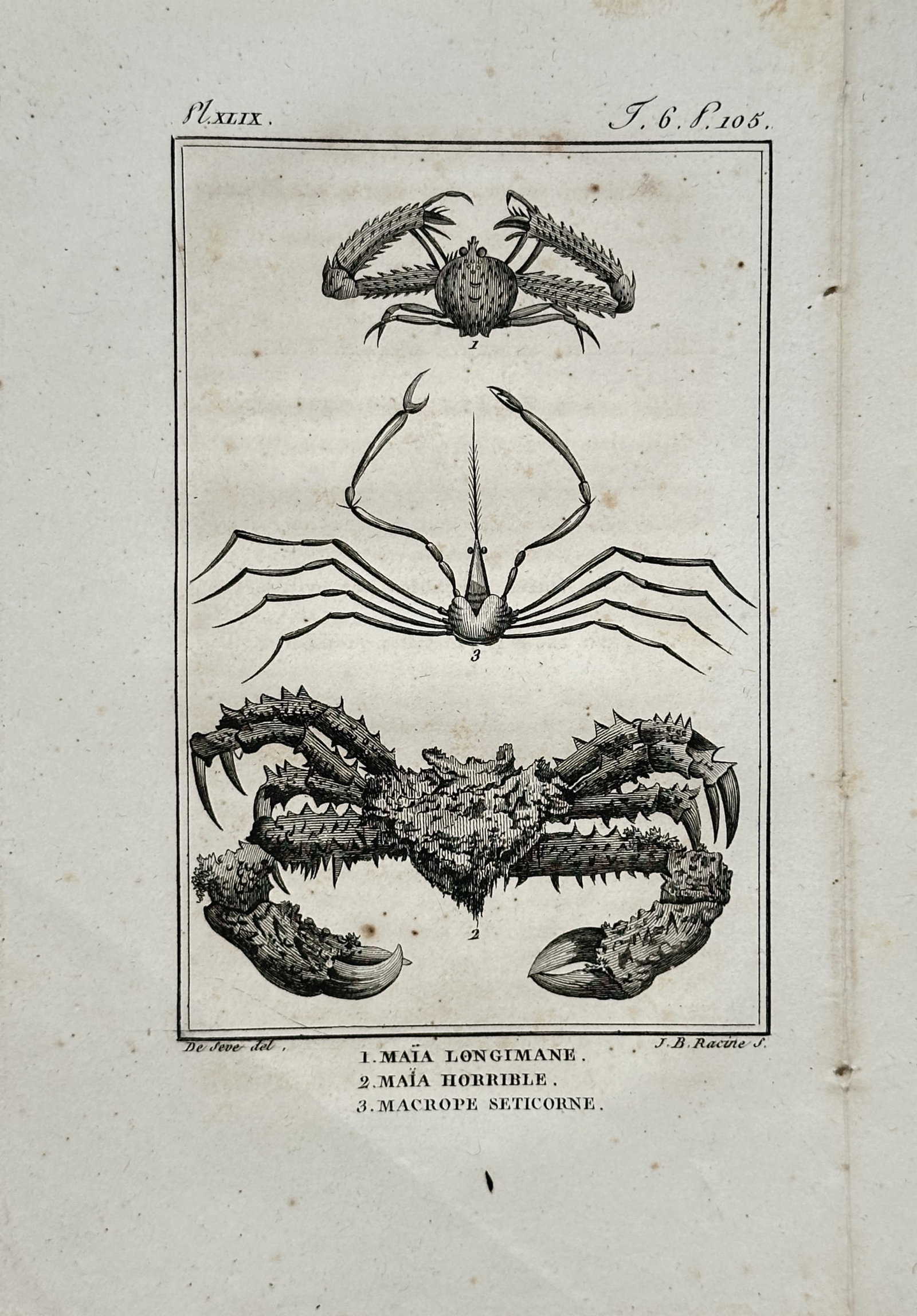 Georges-Louis Leclerc, Comte de Buffon – Zoological Study of Spider Crabs and Crustaceans (1 of 2)