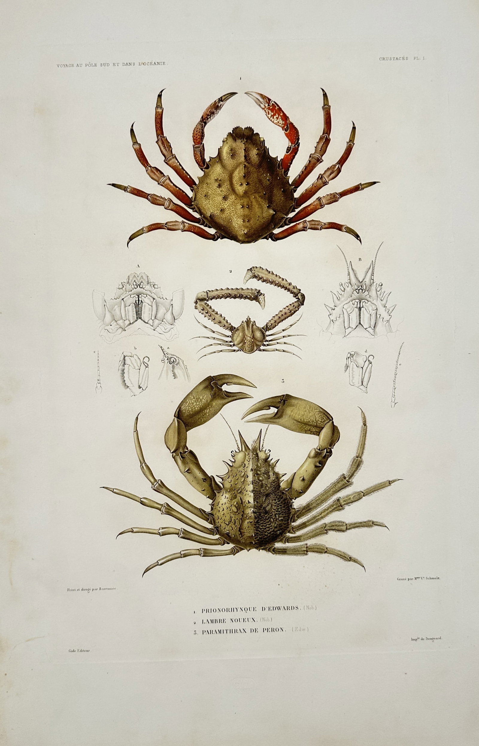 Casimir Gide – Zoological Study of Marine Crabs – Lithograph (19th Century) (1 of 2)