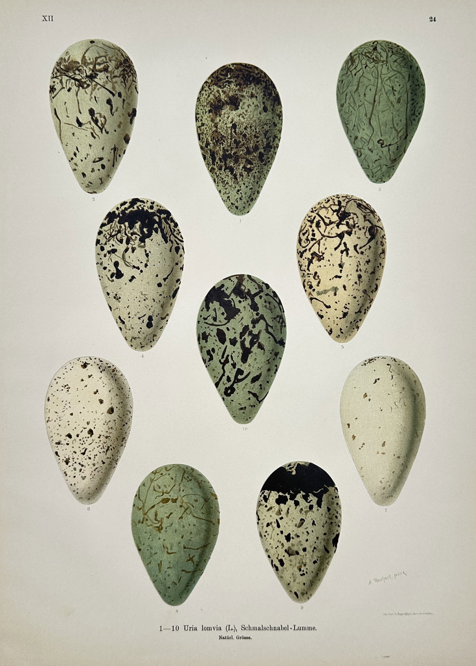Johann Friedrich Naumann – Ornithological Study of Thick-Billed Murre Eggs – Chromolithograph (1 of 2)