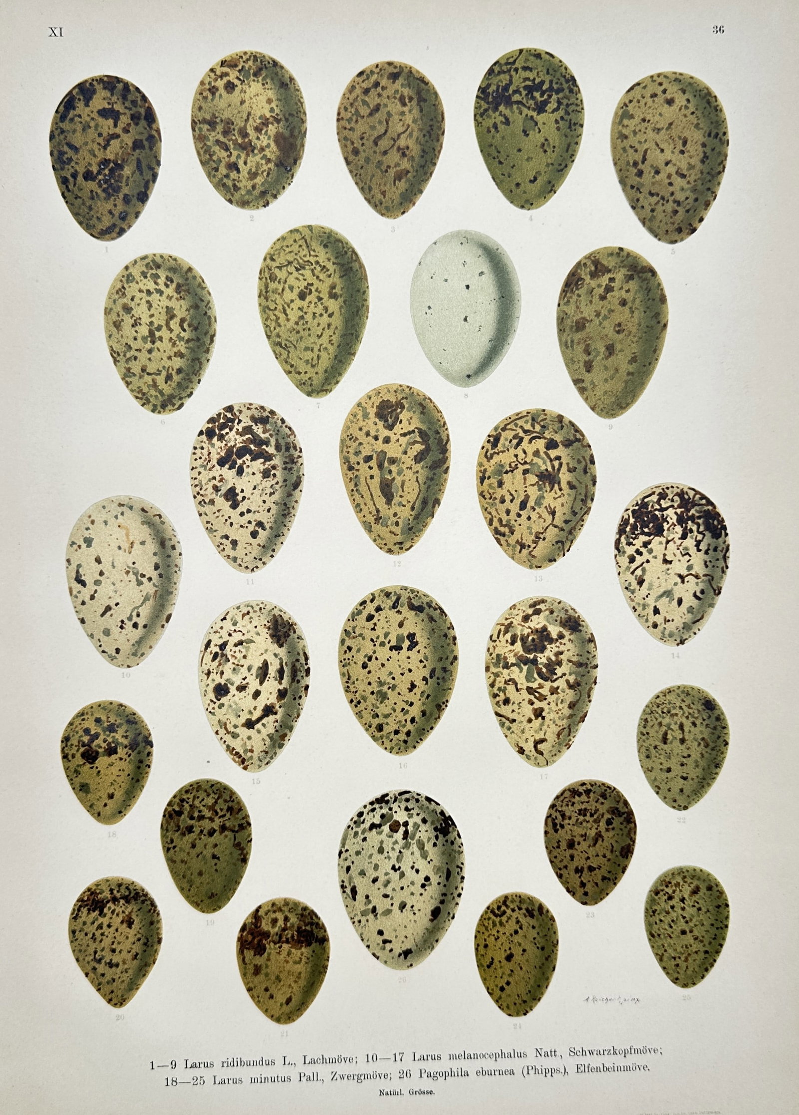 Johann Friedrich Naumann – Ornithological Study of Gull Eggs – Chromolithograph (19th Century): "Larus Ridibundus, Larus Melanocephalus, Larus Minutus, Pagophila Eburnea" presents a detailed nineteenth-century ornithological study depicting various eggs of gull species including the black-headed