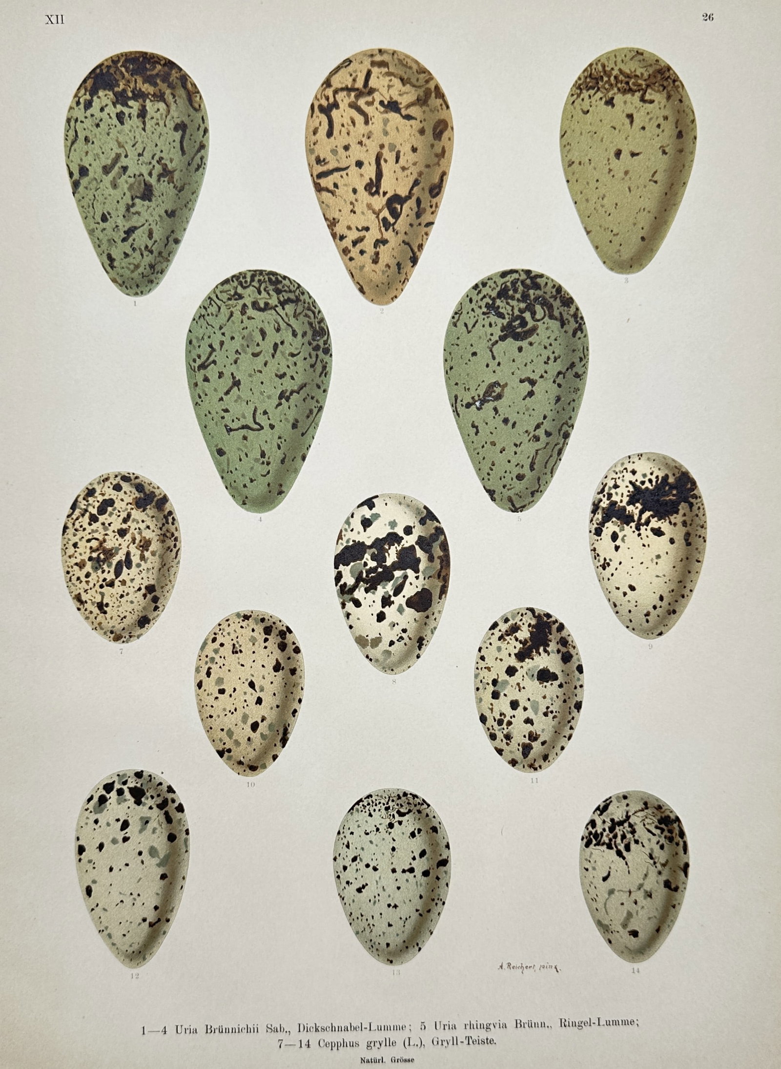 Johann Friedrich Naumann – Ornithological Study of Murre and Guillemot Eggs – Chromolithograph: "Uria Brünnichii, Uria Ringvia, Cepphus Grylle" presents a detailed nineteenth-century ornithological study depicting various eggs of guillemot and auk species including Brünnich's guillemot, ringed