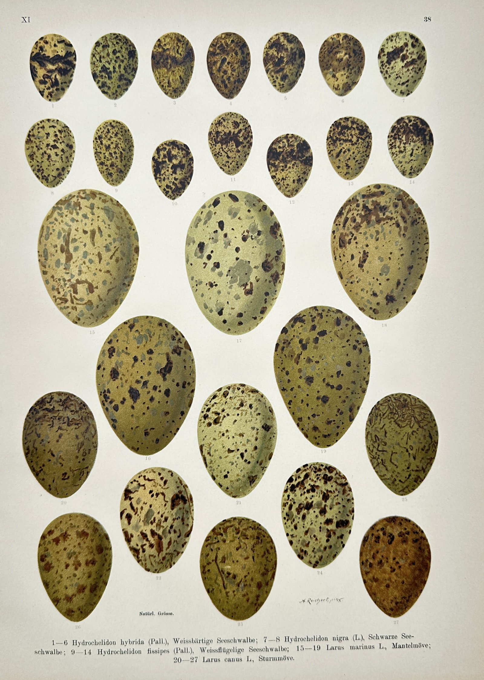 Johann Friedrich Naumann – Ornithological Study of Tern and Gull Eggs – Chromolithograph (1 of 2)
